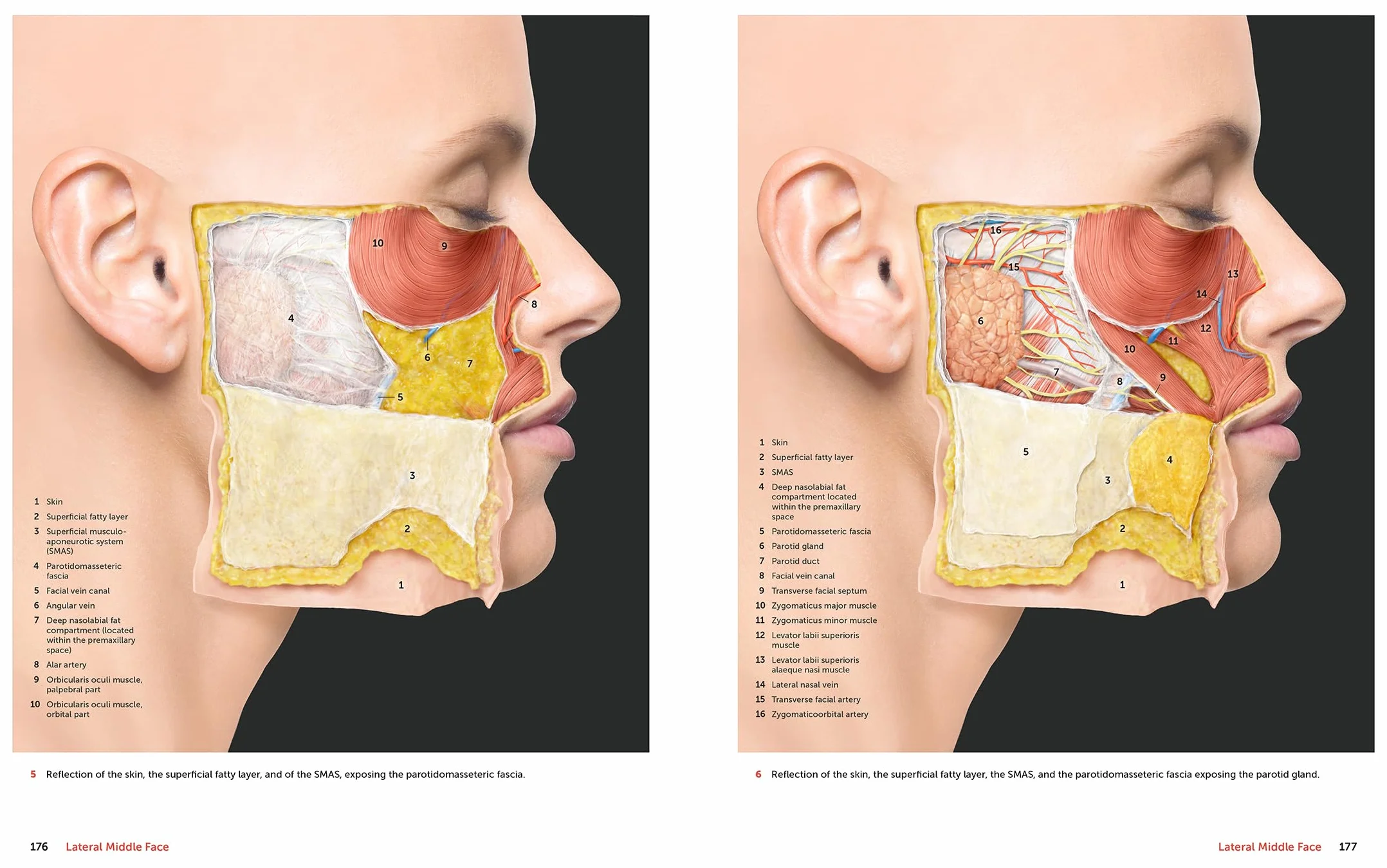 Facial Anatomy: Layer by Layer