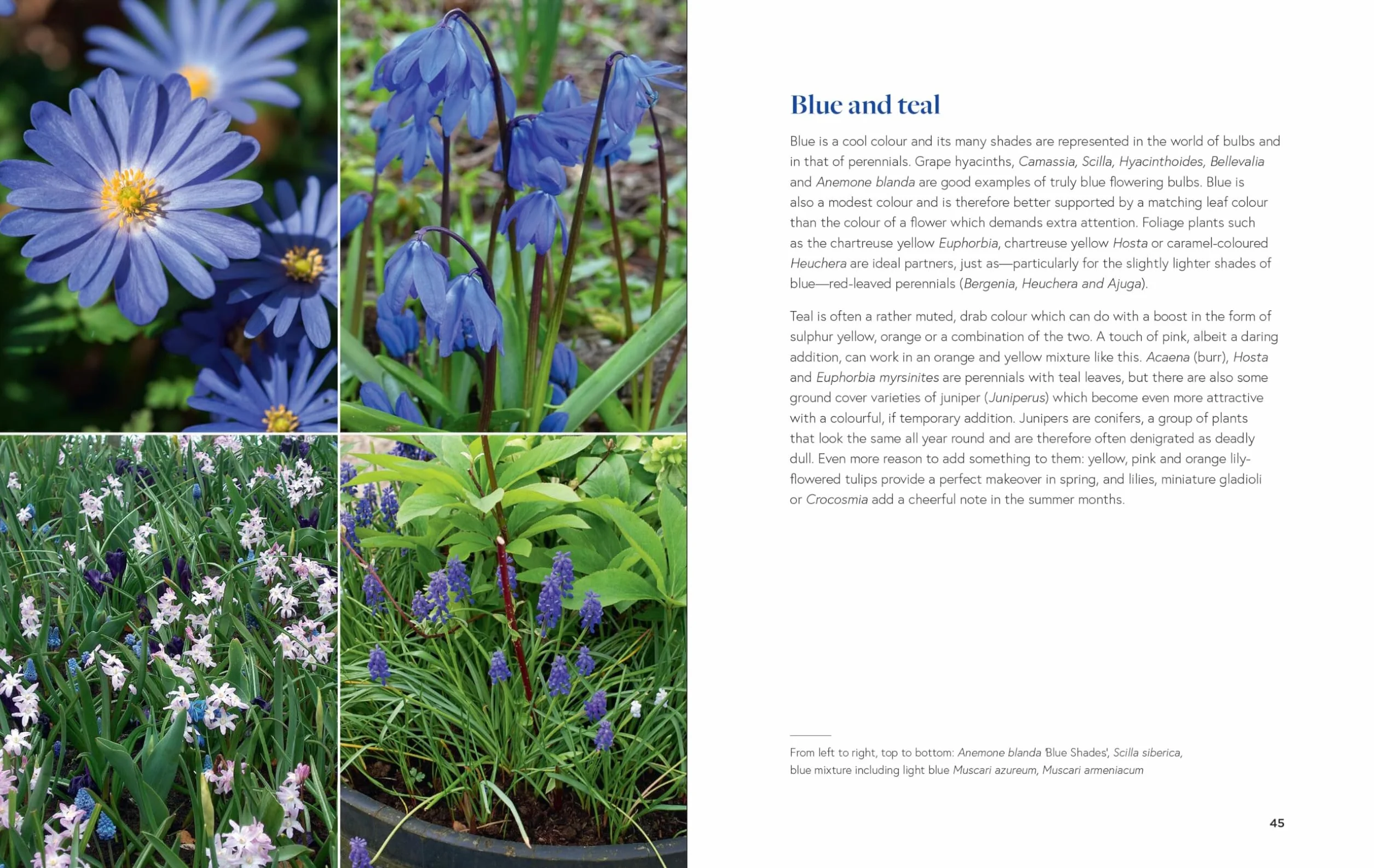 Growing Bulbs in the Natural Garden: Innovative Techniques for Combining Bulbs and Perennials in Every Season
