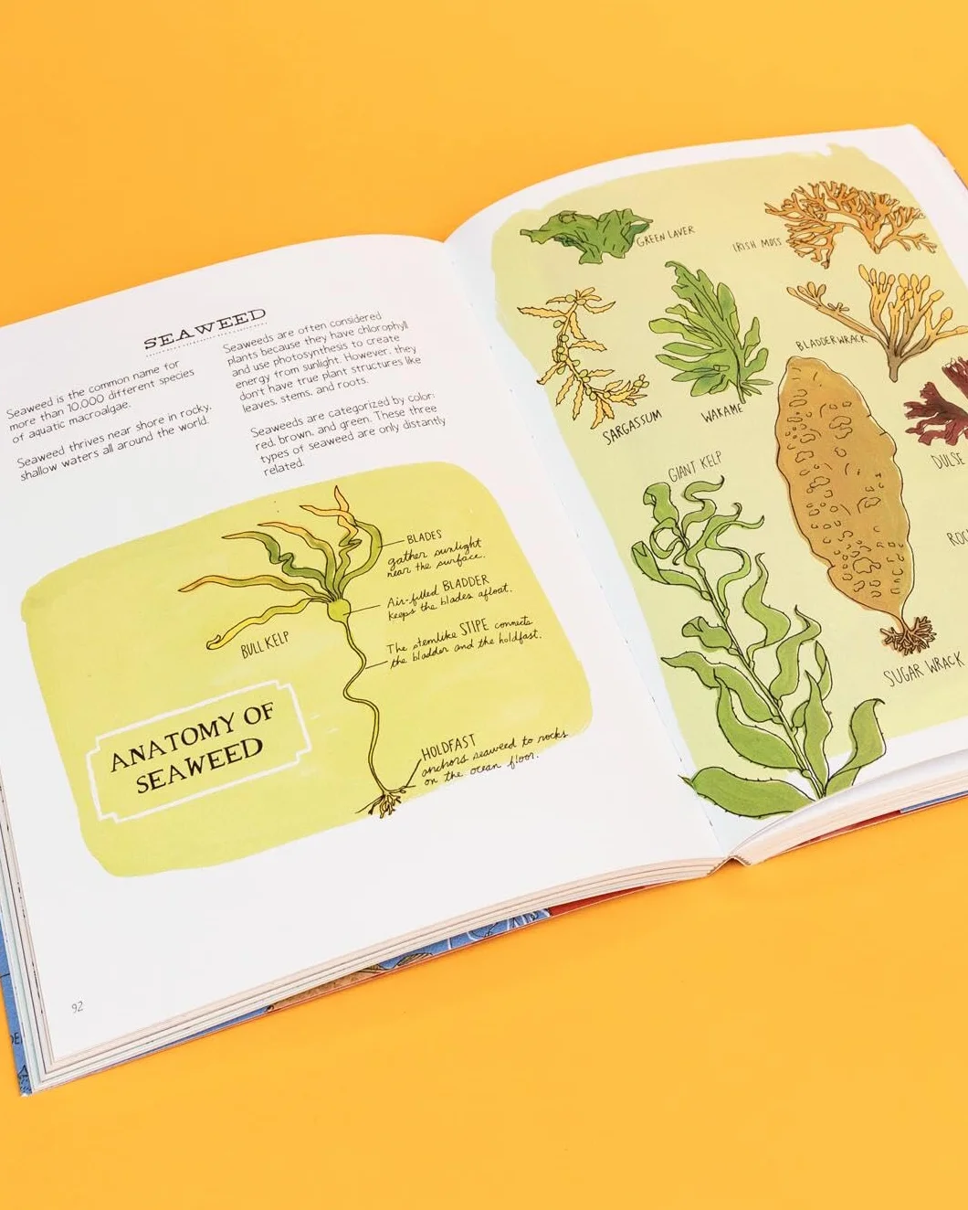 Ocean Anatomy: The Curious Parts & Pieces of the World Under the Sea: 1