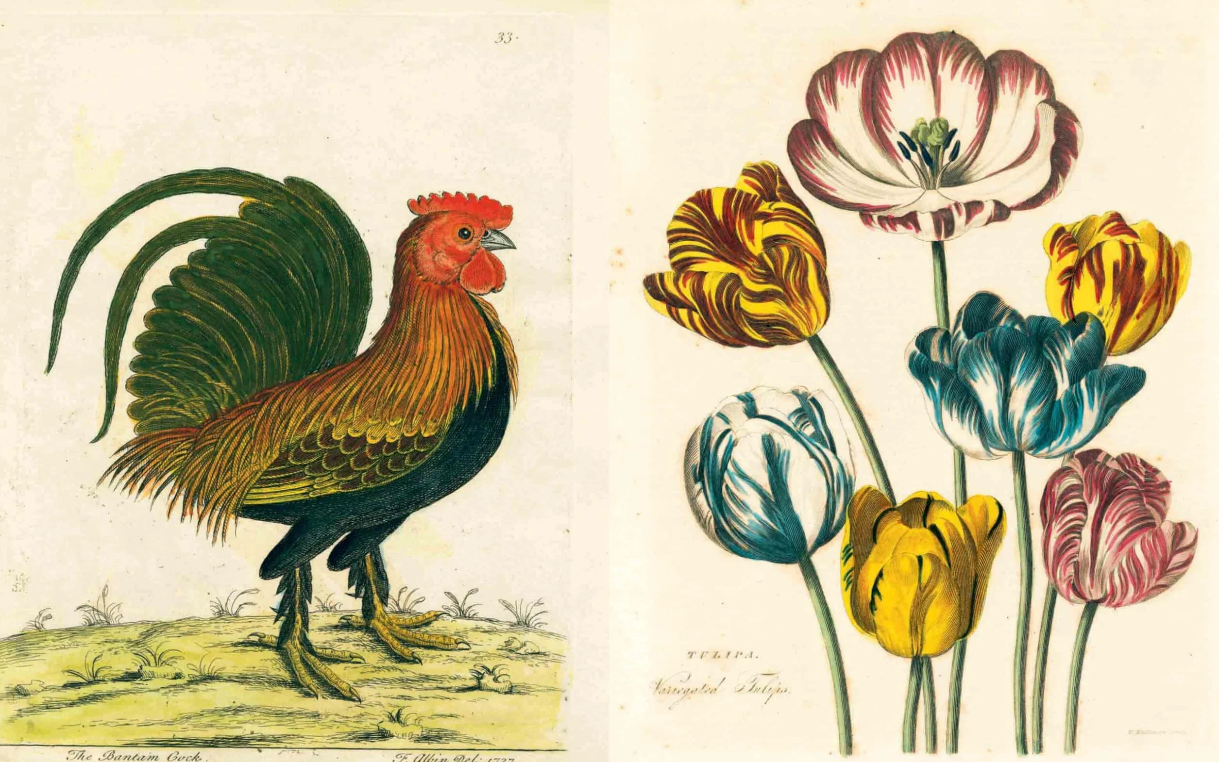 John Derian Picture Book /anglais