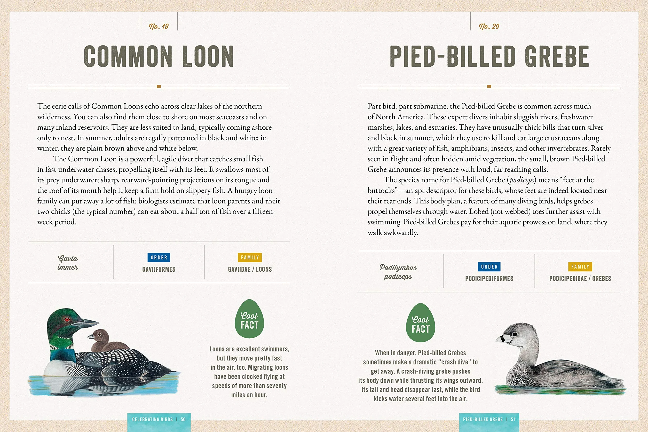 Celebrating Birds: An Interactive Field Guide Featuring Art from Wingspan