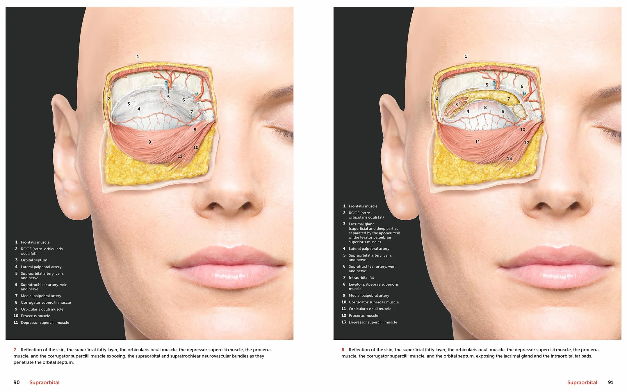 Facial Anatomy: Layer by Layer