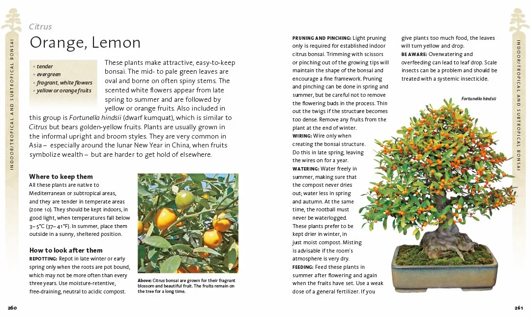 The Bonsai Beginner's Bible: The definitive guide to choosing and growing bonsai