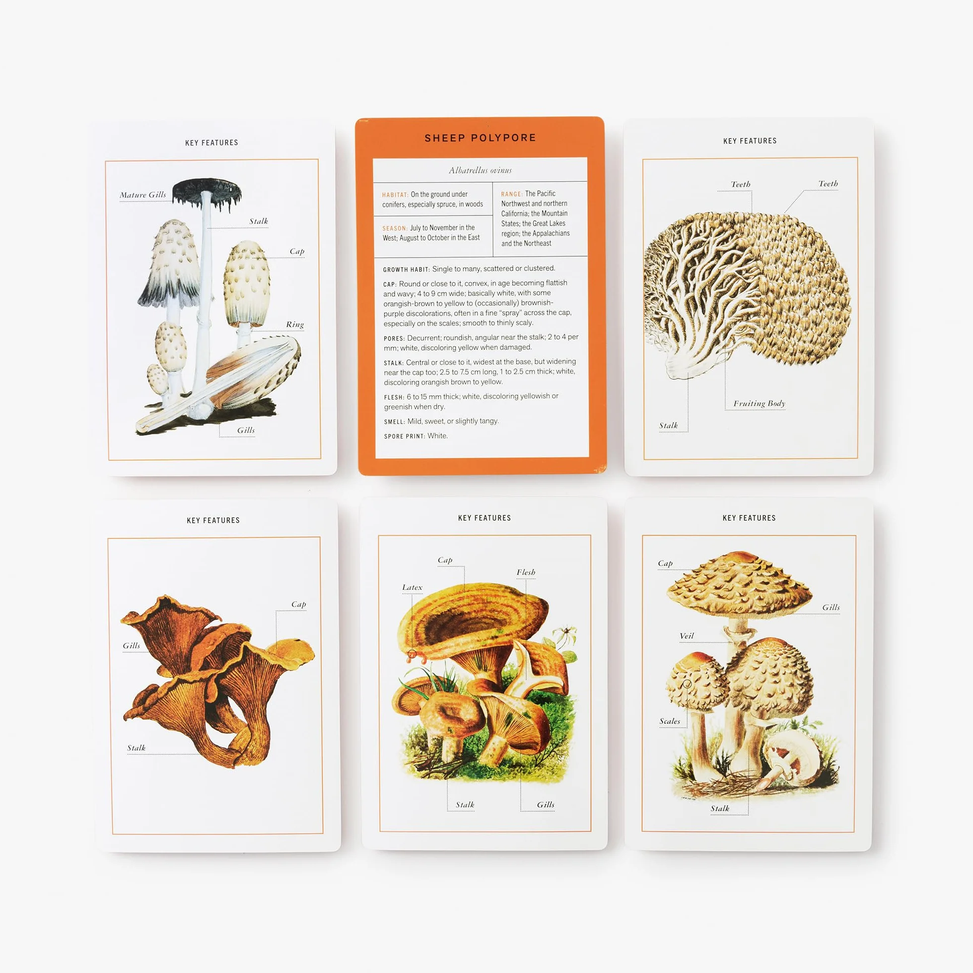 New York Botanical Garden Mushroom Identification Flashcards: 100 Common Mushrooms of North America