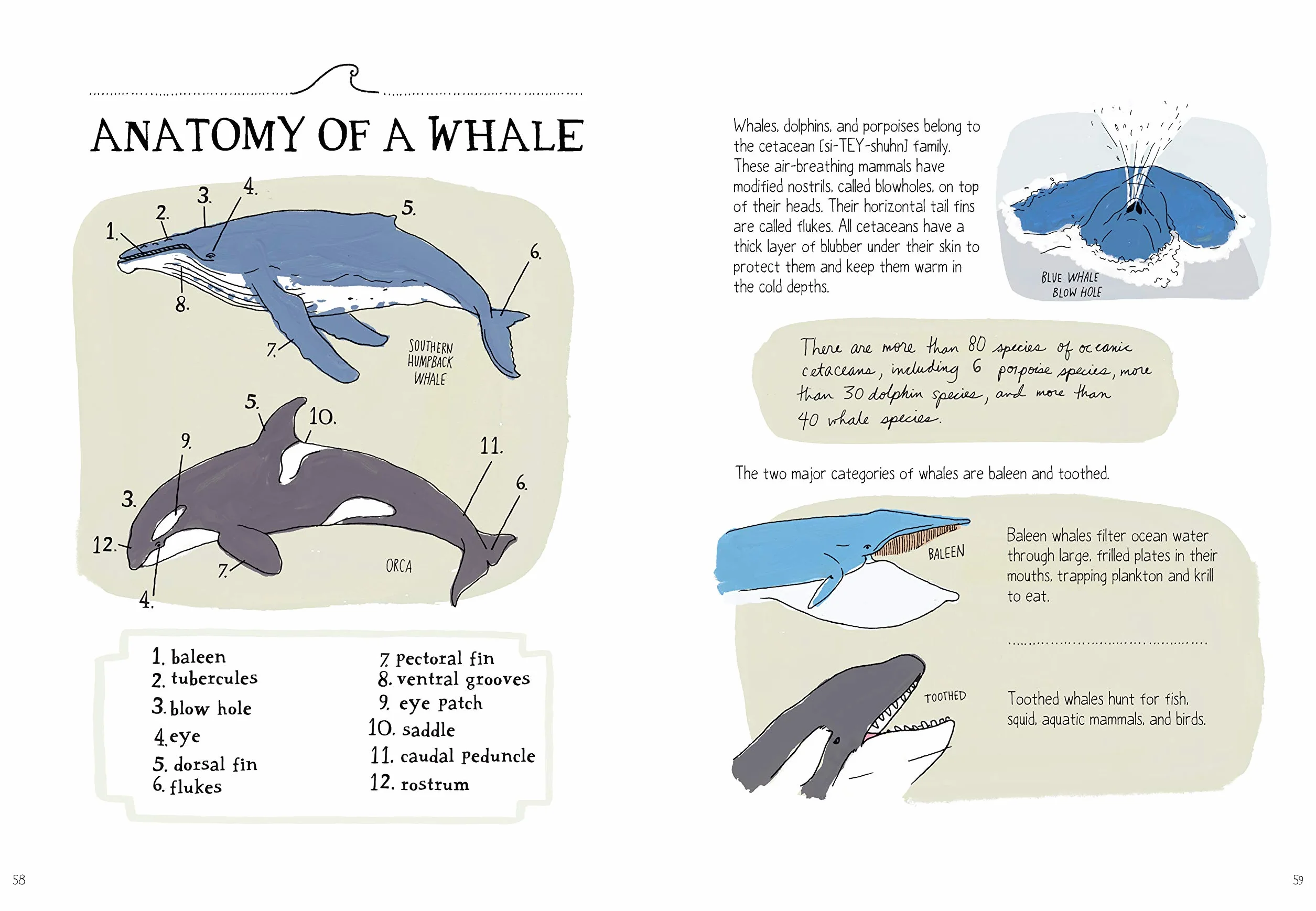 Ocean Anatomy: The Curious Parts & Pieces of the World Under the Sea: 1