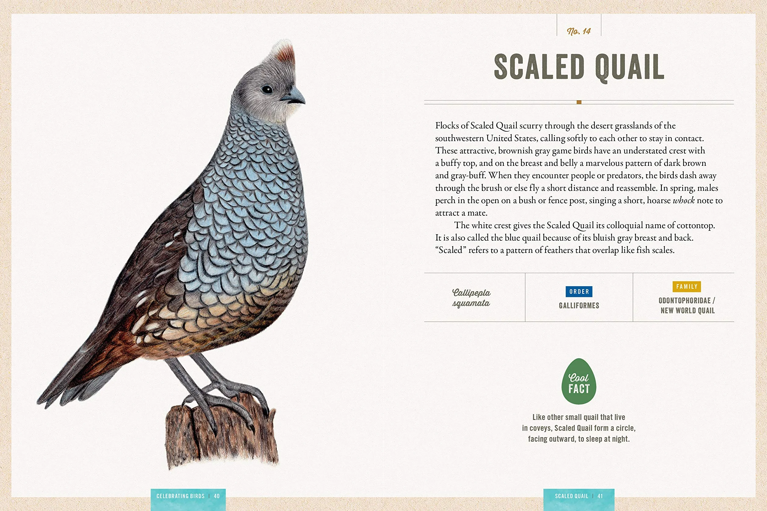 Celebrating Birds: An Interactive Field Guide Featuring Art from Wingspan