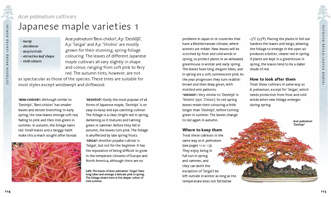 The Bonsai Beginner's Bible: The definitive guide to choosing and growing bonsai