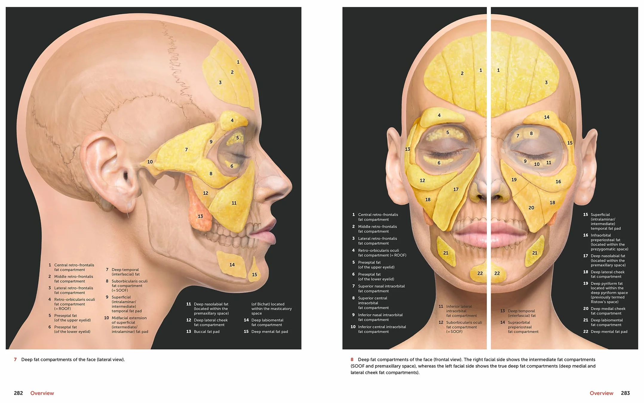 Facial Anatomy: Layer by Layer