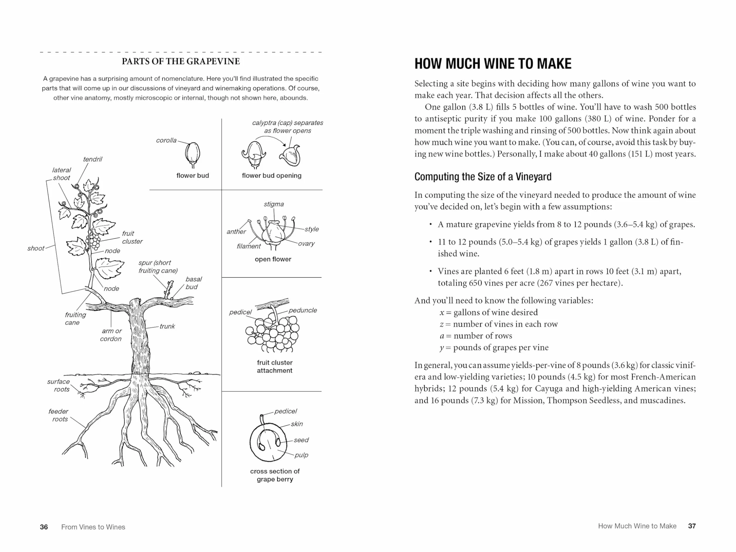 From Vines to Wines, 5th Edition: The Complete Guide to Growing Grapes and Making Your Own Wine