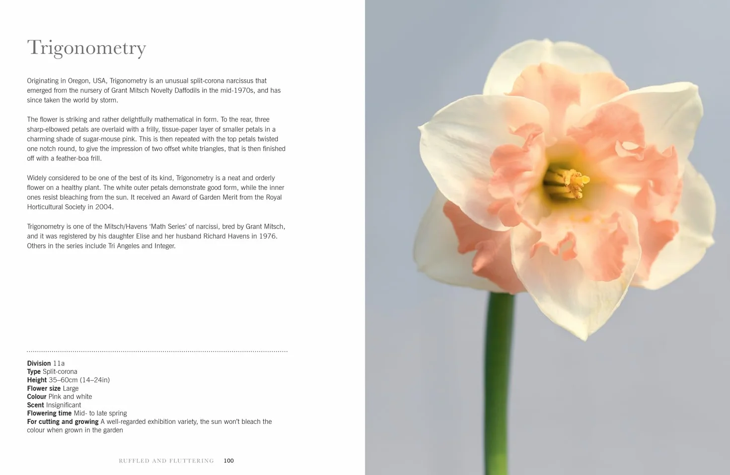 Daffodils: The ultimate guide for growing, flowering and cutting beautiful narcissi varieties for daffodils at home and in the garden