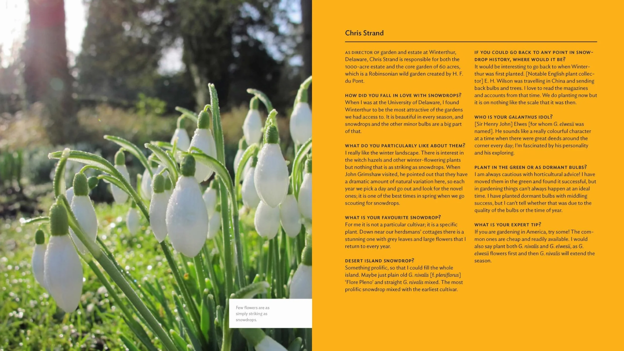 The Plant Lover's Guide to Snowdrops