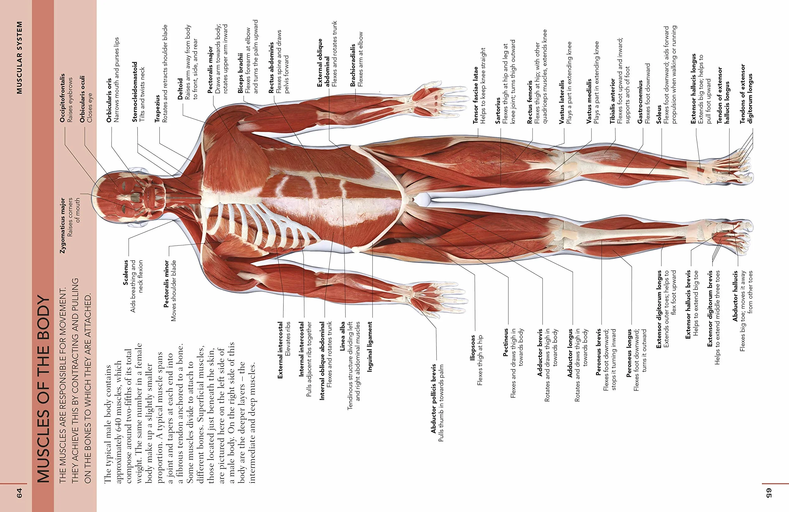 The Concise Human Body Book: An illustrated guide to its structure, function and disorders