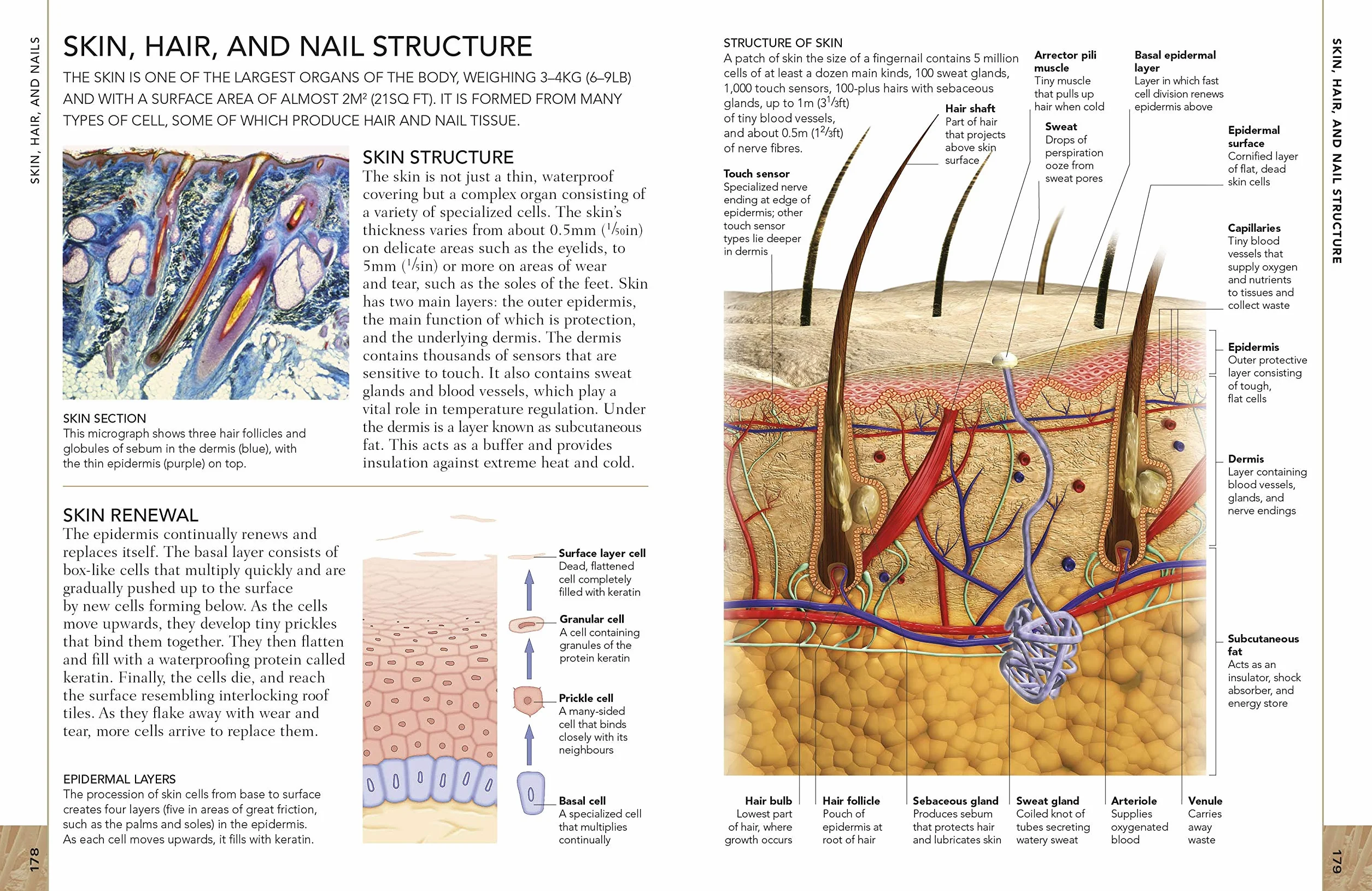 The Concise Human Body Book: An illustrated guide to its structure, function and disorders