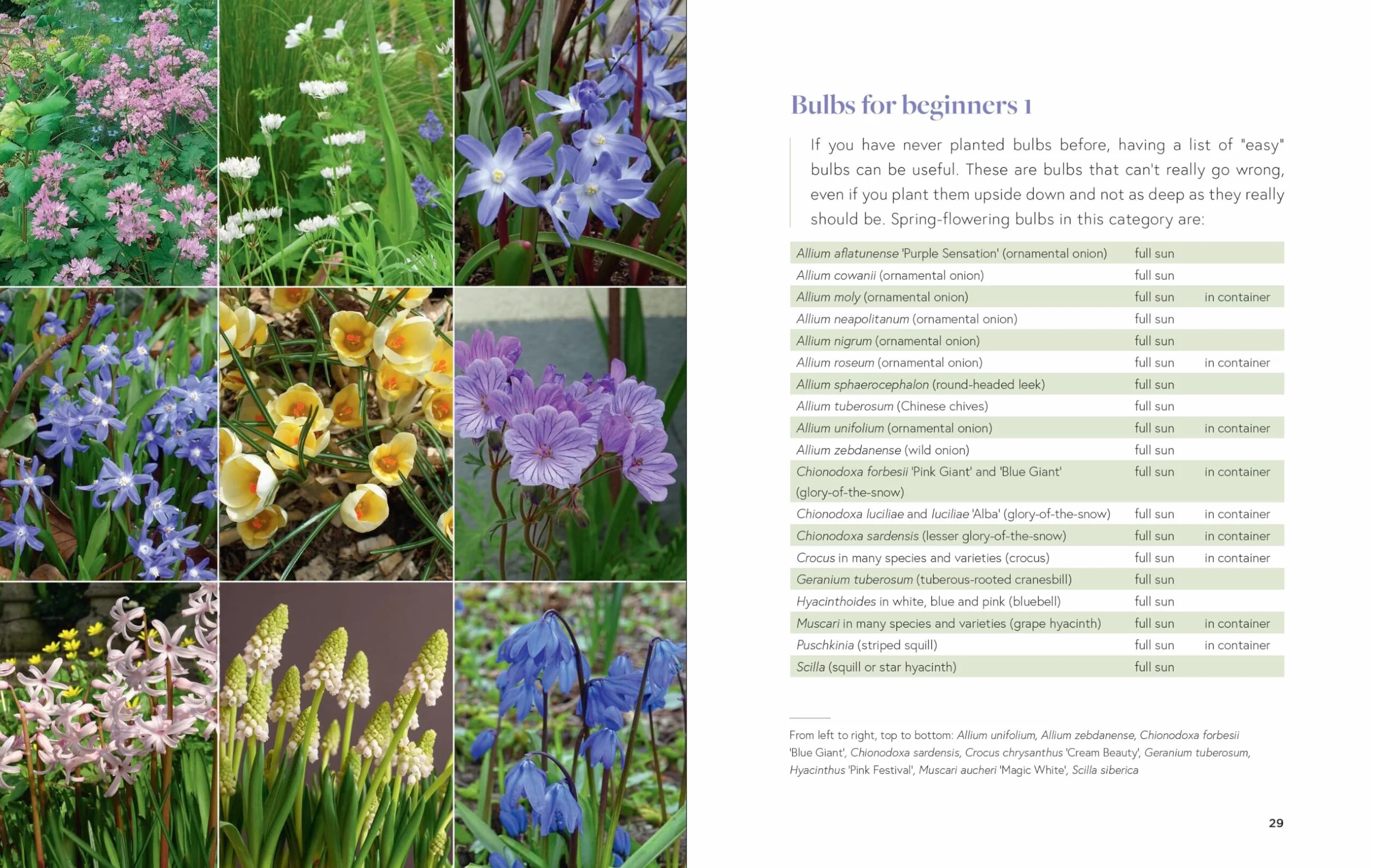 Growing Bulbs in the Natural Garden: Innovative Techniques for Combining Bulbs and Perennials in Every Season