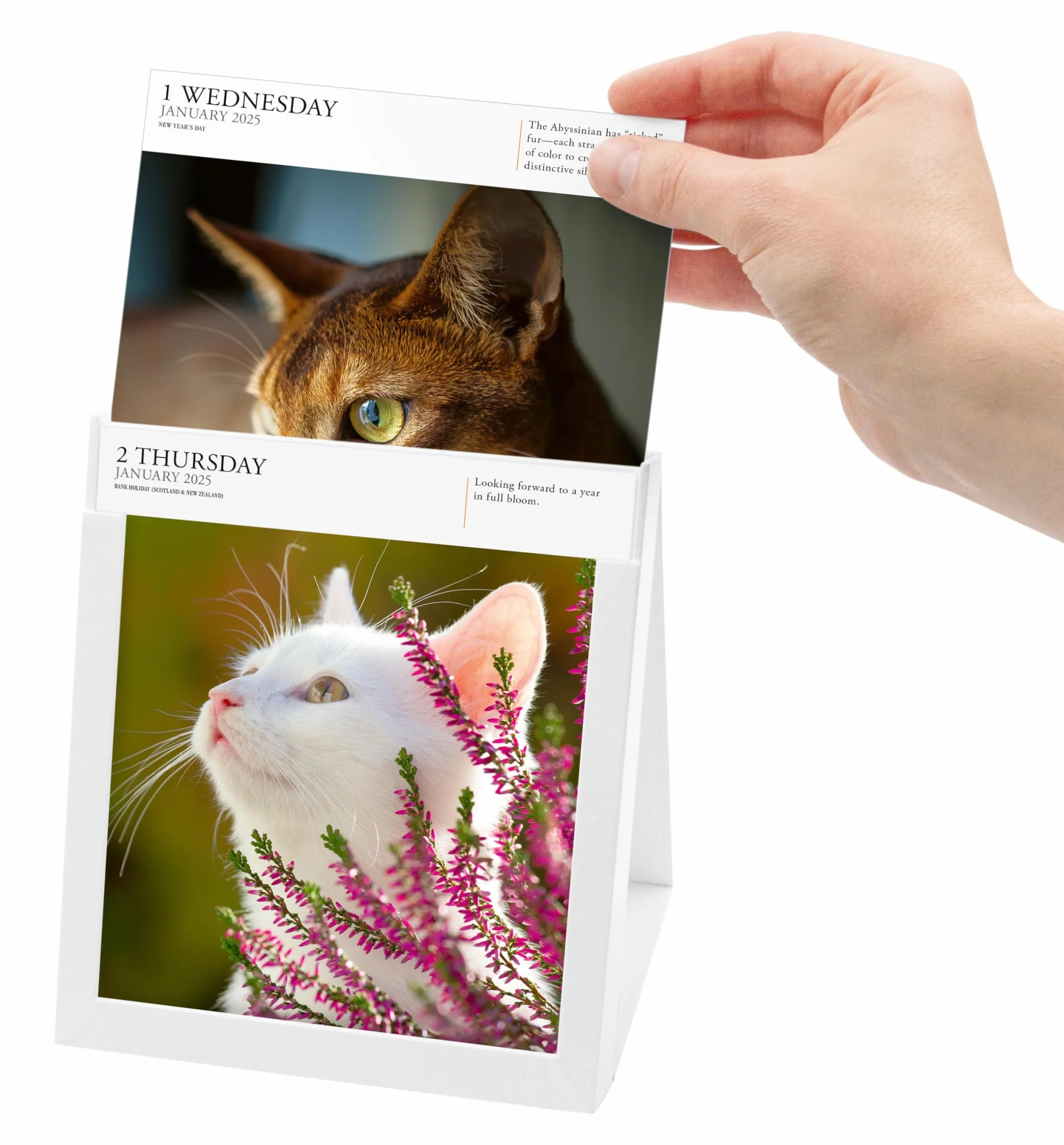 Cat Page-A-Day® Gallery Calendar 2025: A Delightful Gallery of Cats for Your Desktop