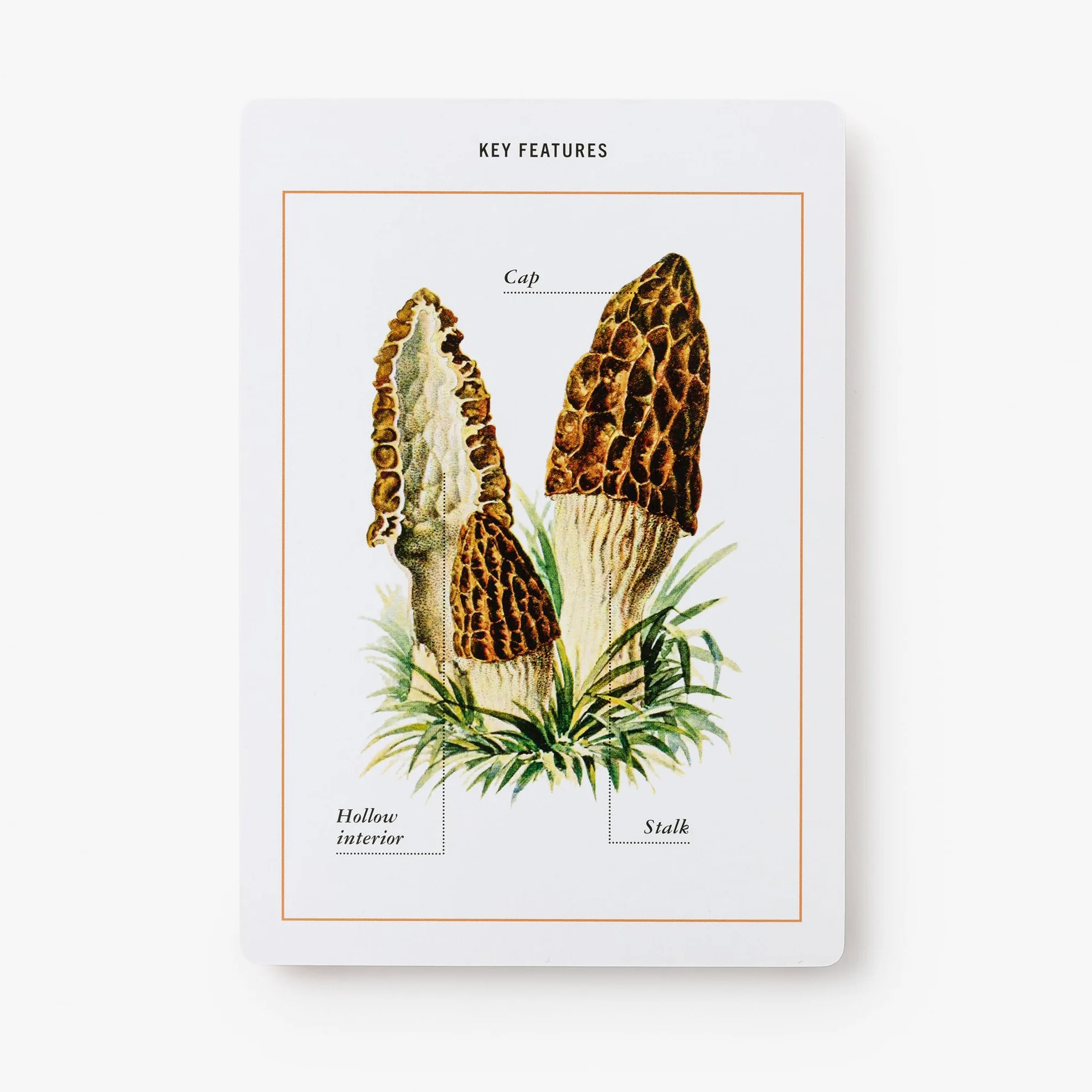 New York Botanical Garden Mushroom Identification Flashcards: 100 Common Mushrooms of North America