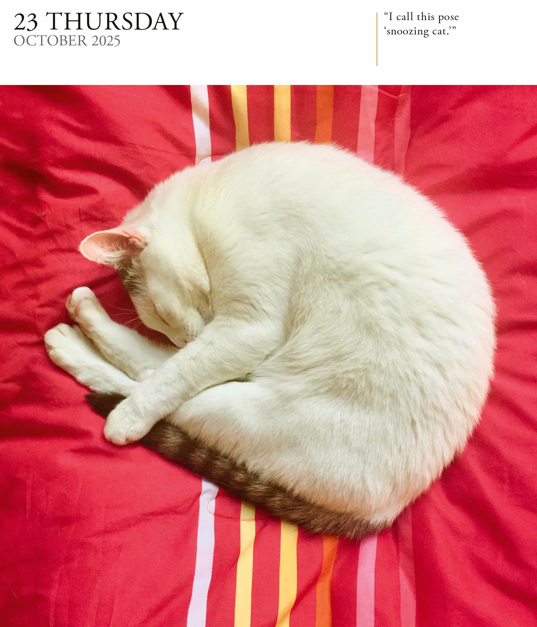 Cat Page-A-Day® Gallery Calendar 2025: A Delightful Gallery of Cats for Your Desktop