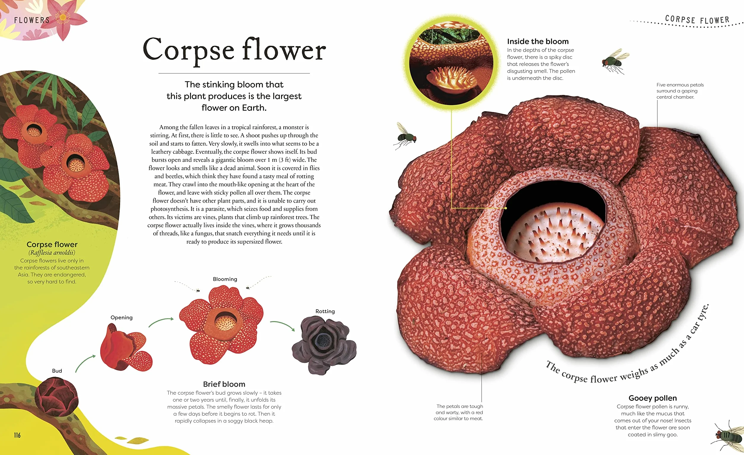 The Secret World of Plants: Tales of More Than 100 Remarkable Flowers, Trees, and Seeds