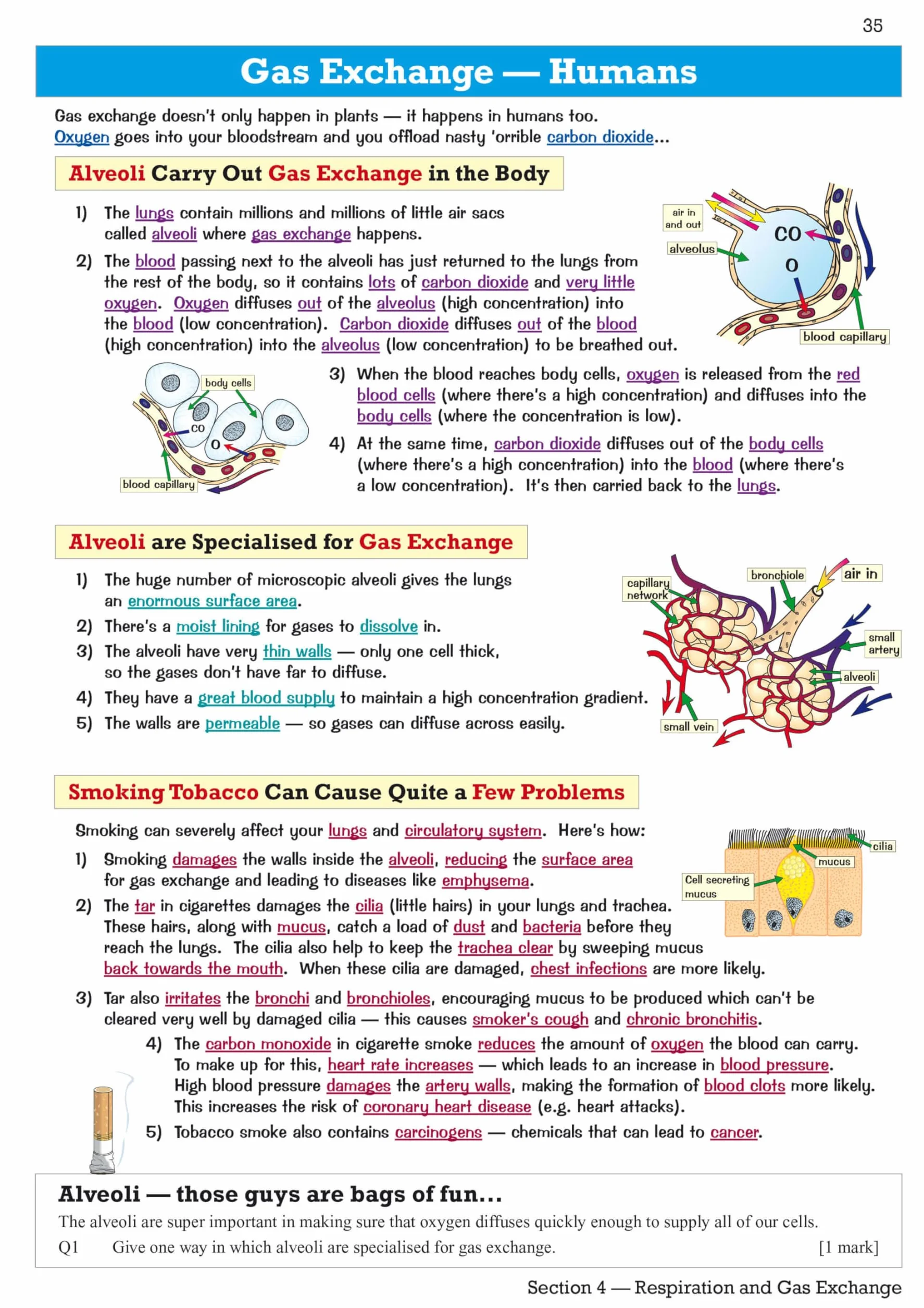 Edexcel International GCSE Biology Revision Guide: Including Online Edition, Videos and Quizzes