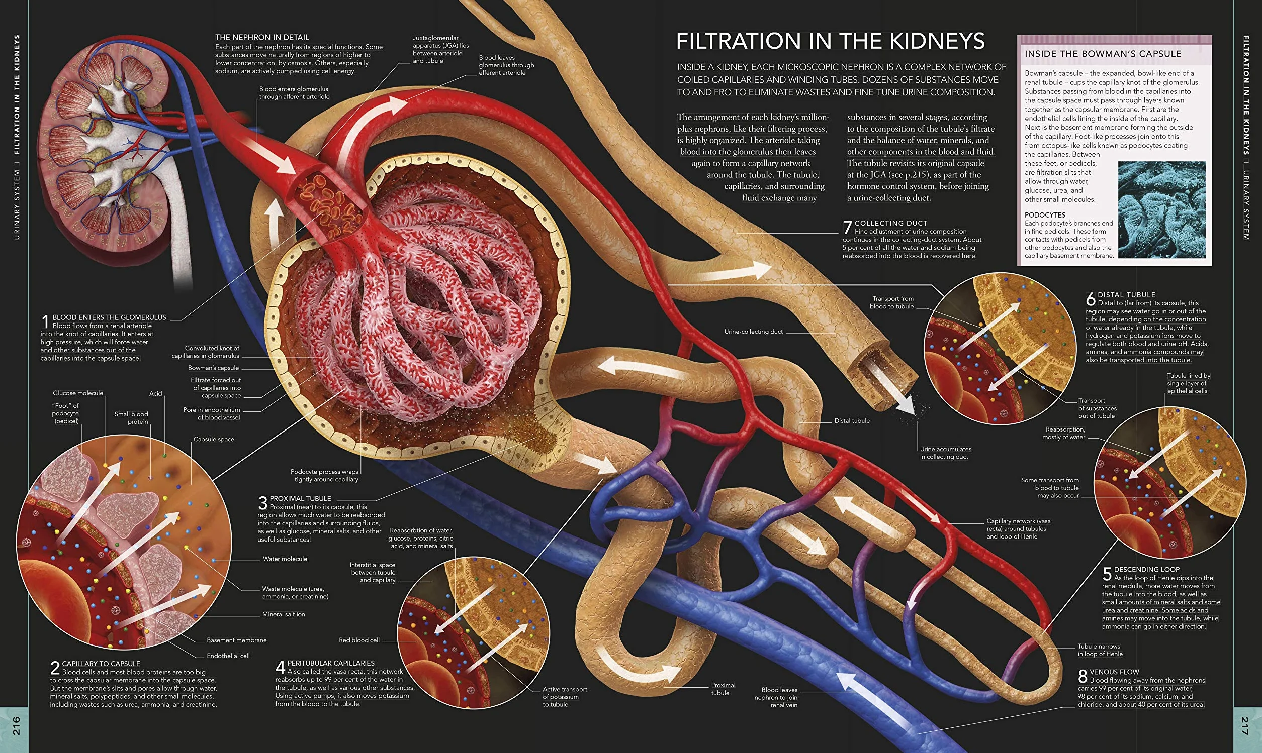 The Human Body Book