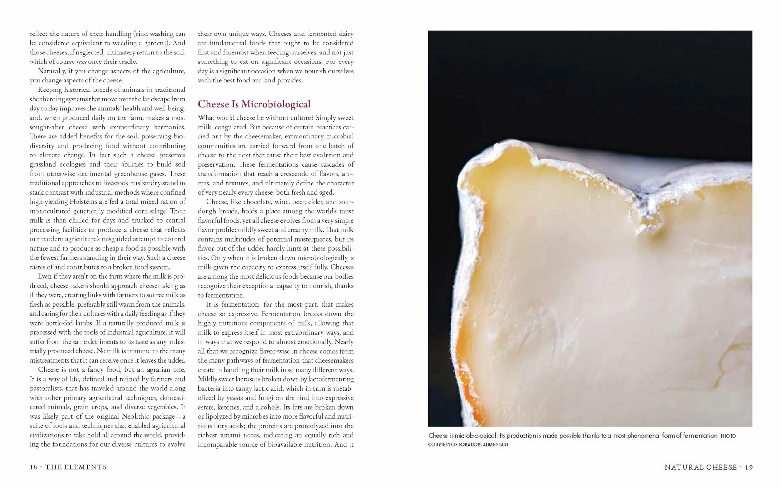 Milk Into Cheese: The Foundations of Natural Cheesemaking Using Traditional Concepts, Tools, and Techniques