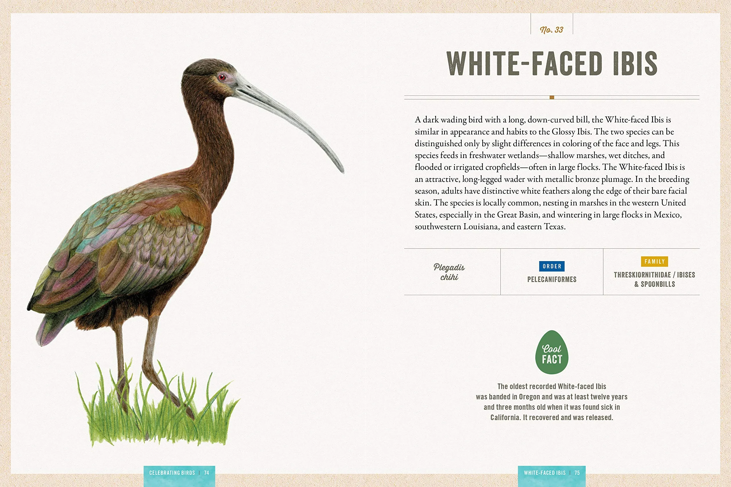 Celebrating Birds: An Interactive Field Guide Featuring Art from Wingspan