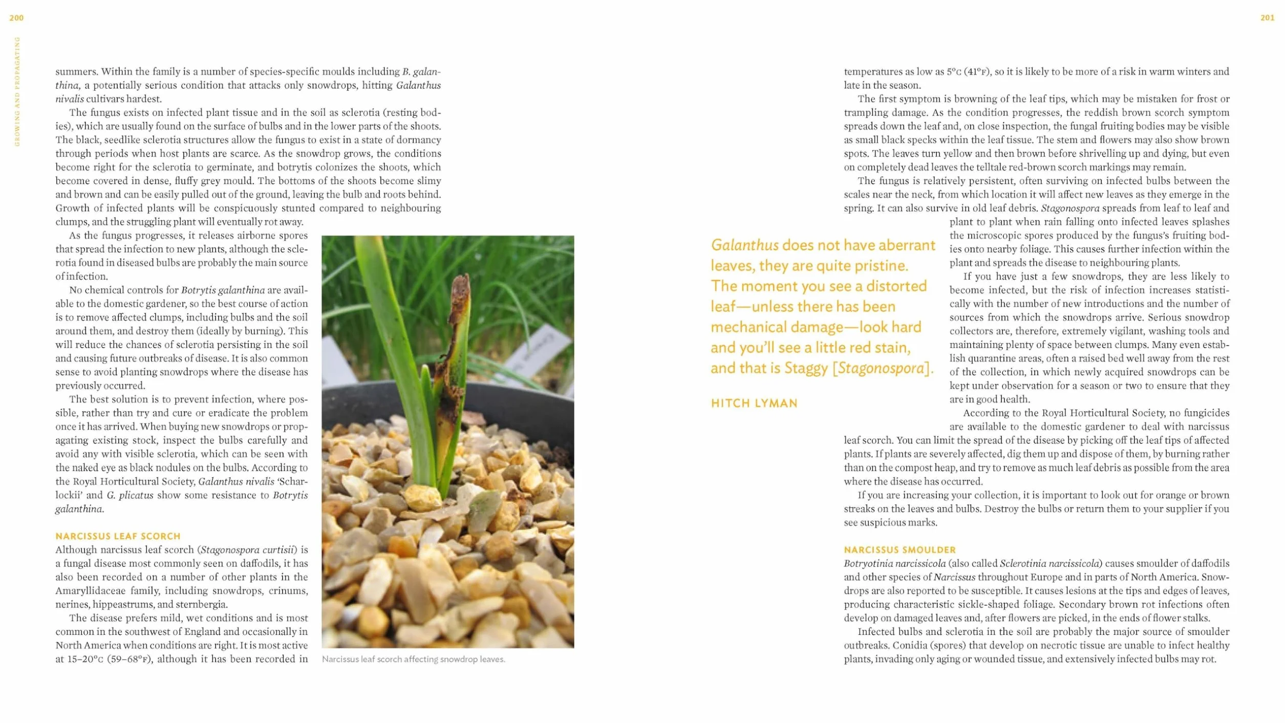 The Plant Lover's Guide to Snowdrops