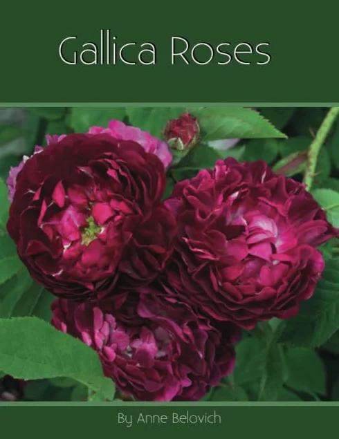 Gallica Roses