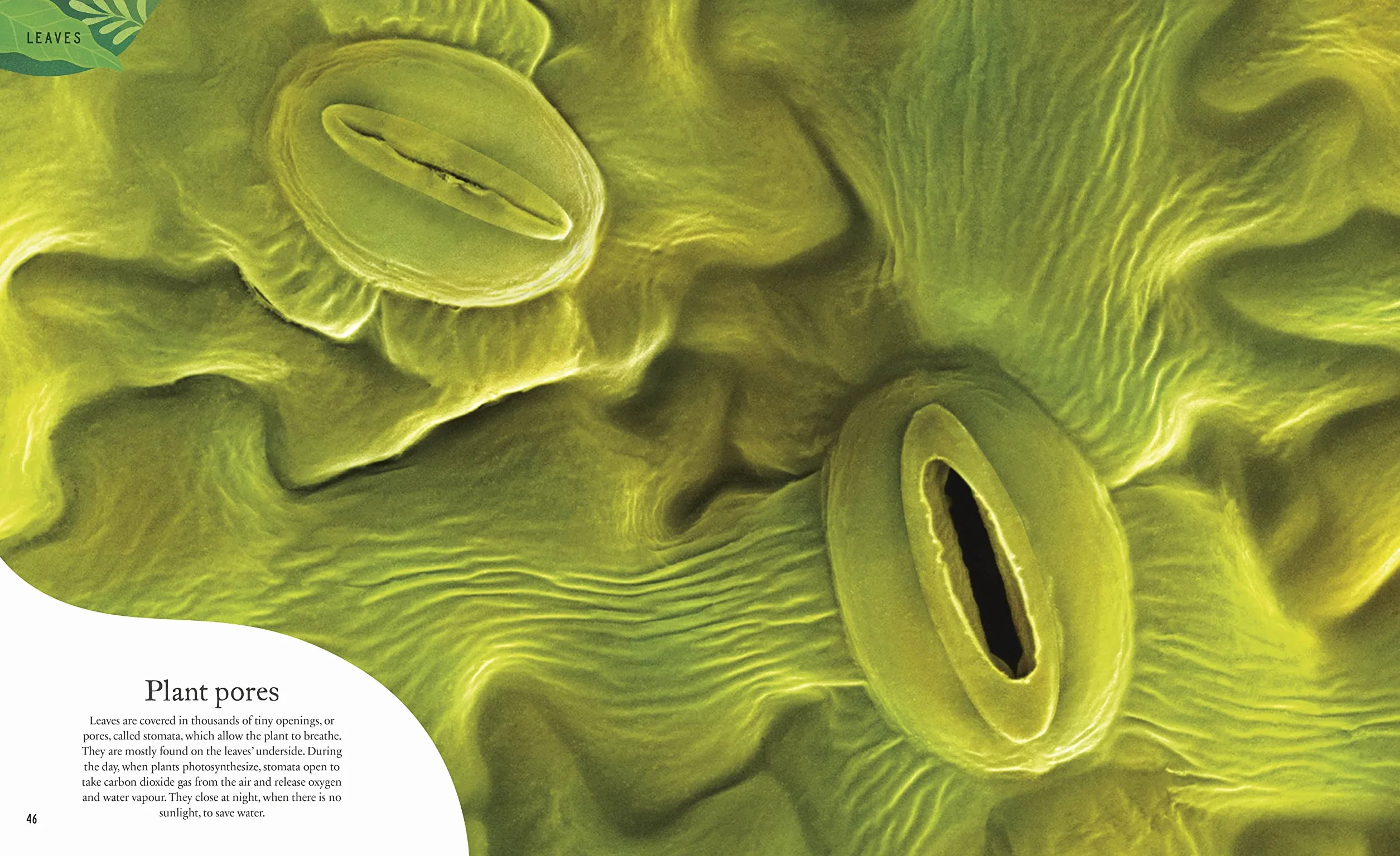 The Secret World of Plants: Tales of More Than 100 Remarkable Flowers, Trees, and Seeds