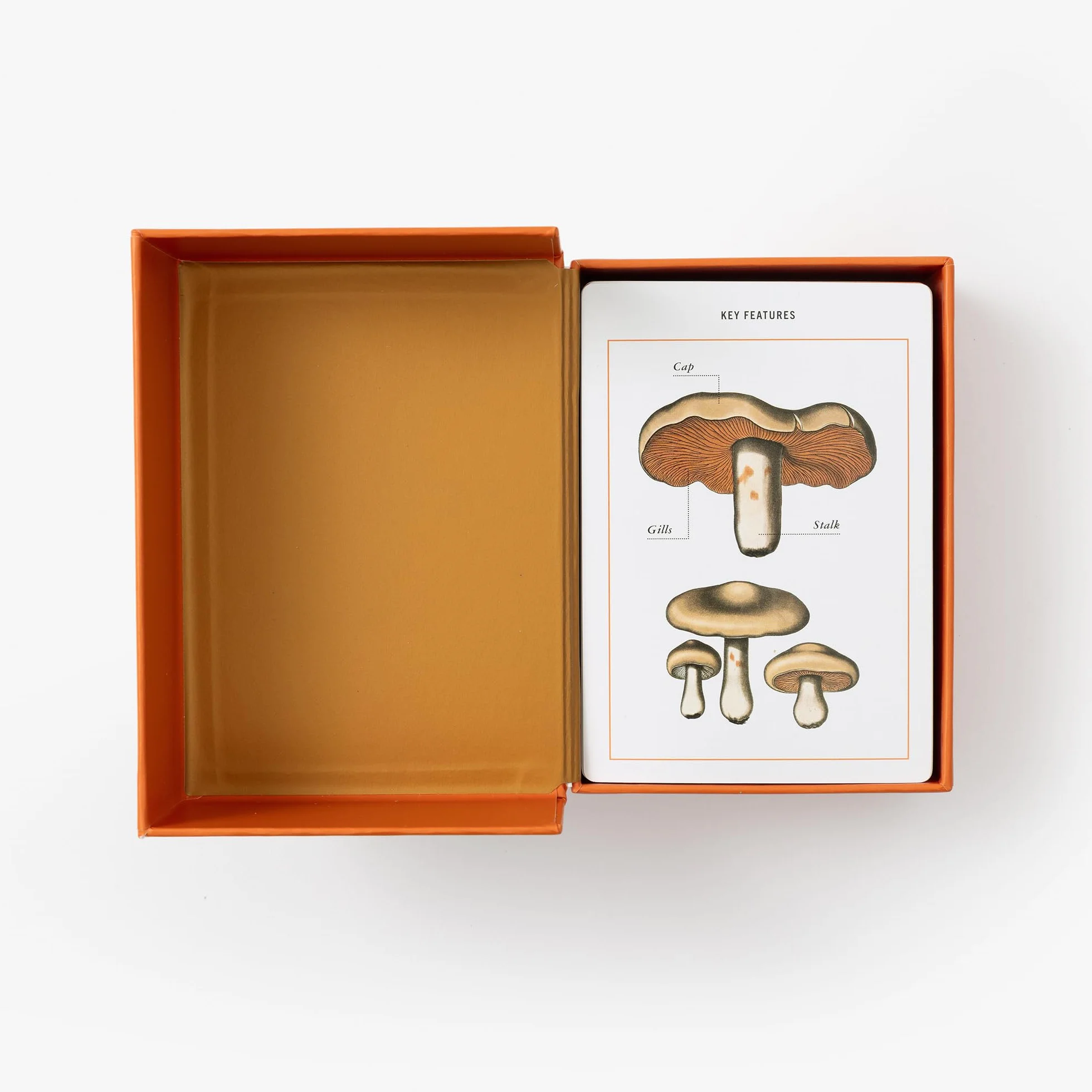 New York Botanical Garden Mushroom Identification Flashcards: 100 Common Mushrooms of North America