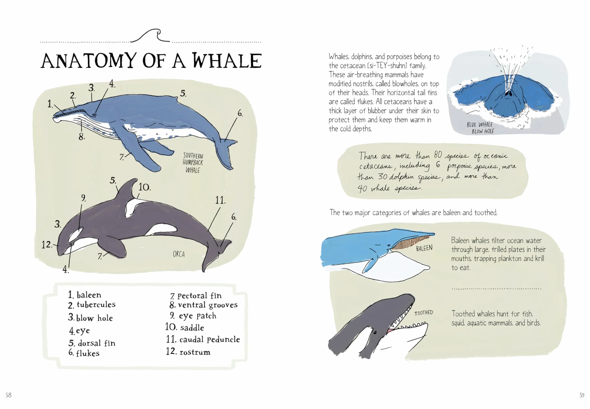 Ocean Anatomy: The Curious Parts & Pieces of the World Under the Sea: 1