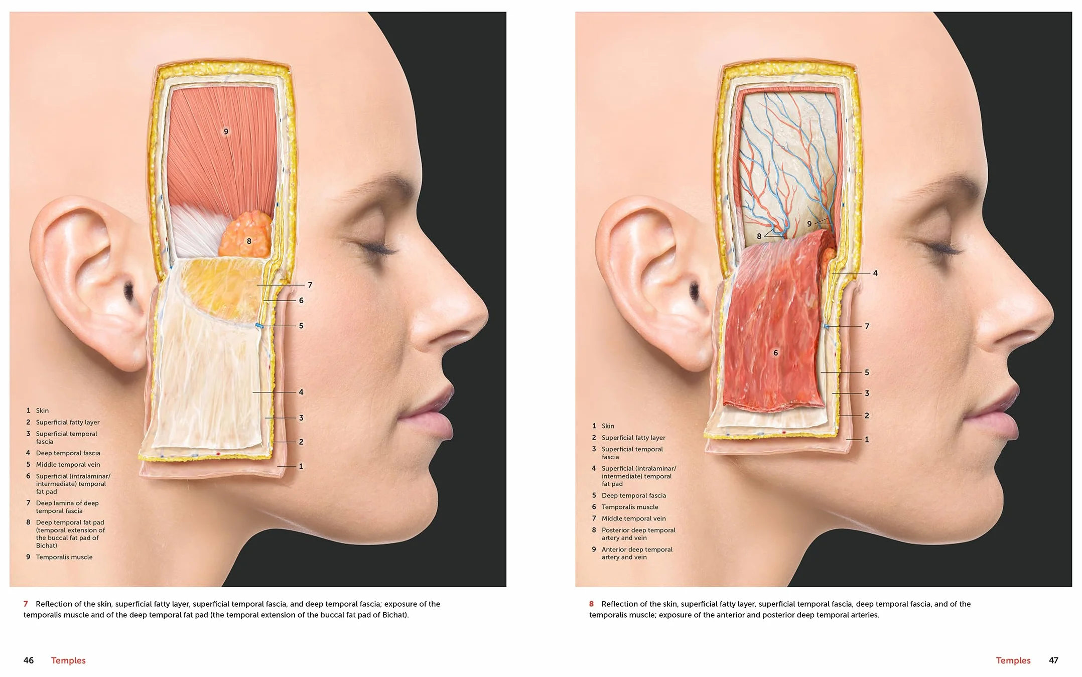 Facial Anatomy: Layer by Layer