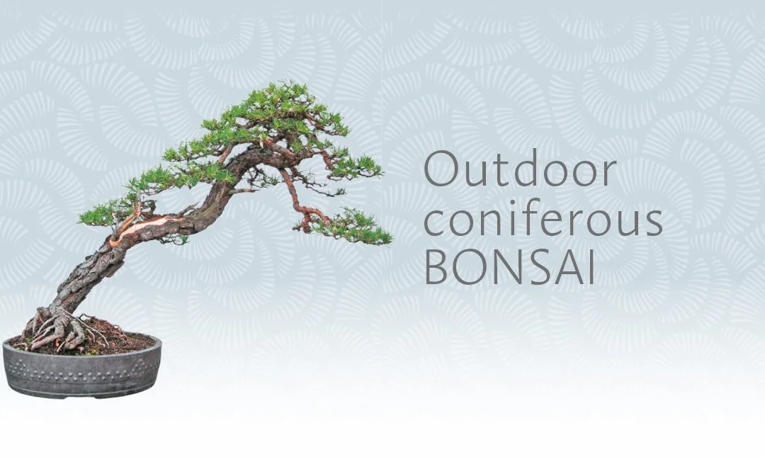 The Bonsai Beginner's Bible: The definitive guide to choosing and growing bonsai