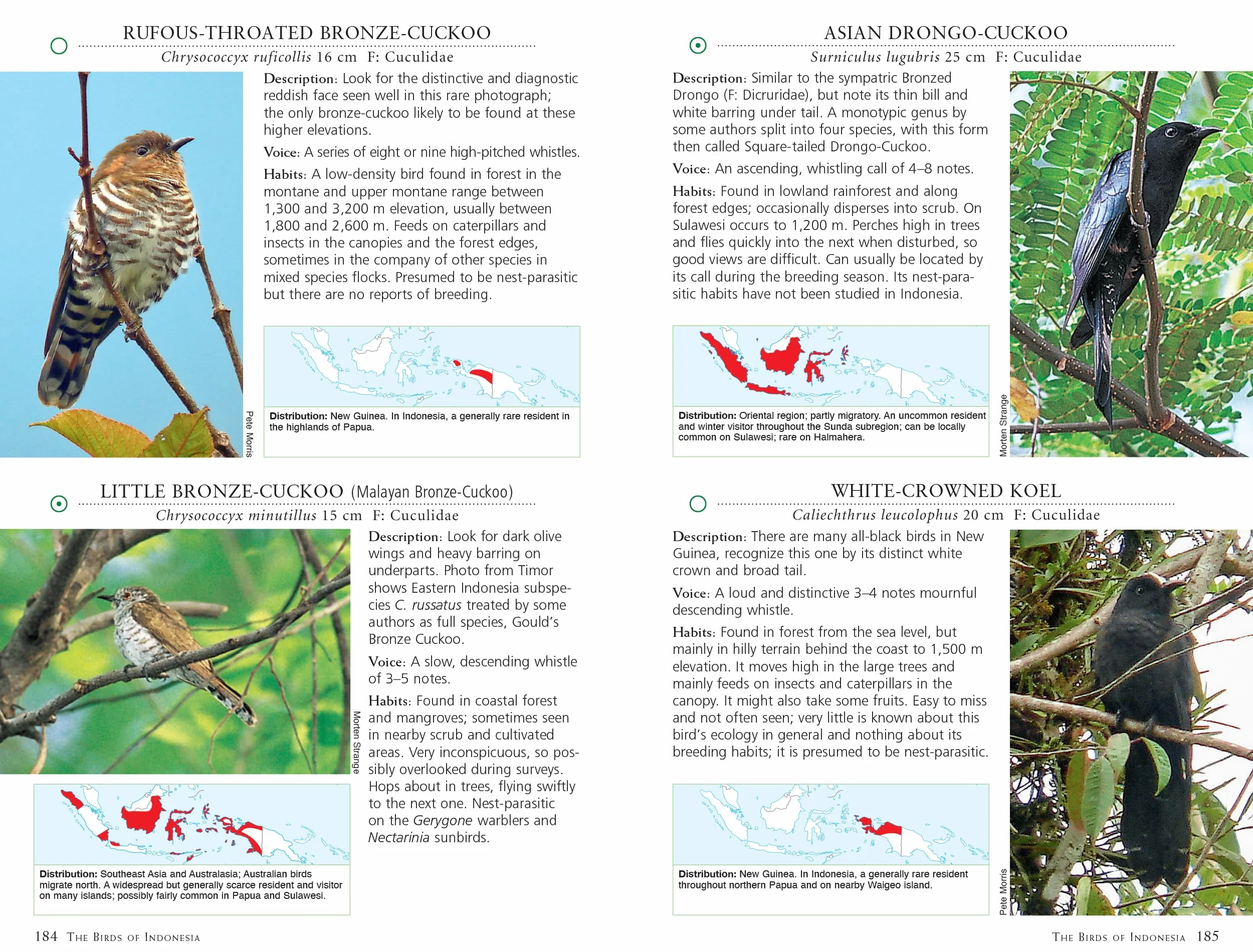 A Photographic Guide to the Birds of Indonesia: Updated Second Edition