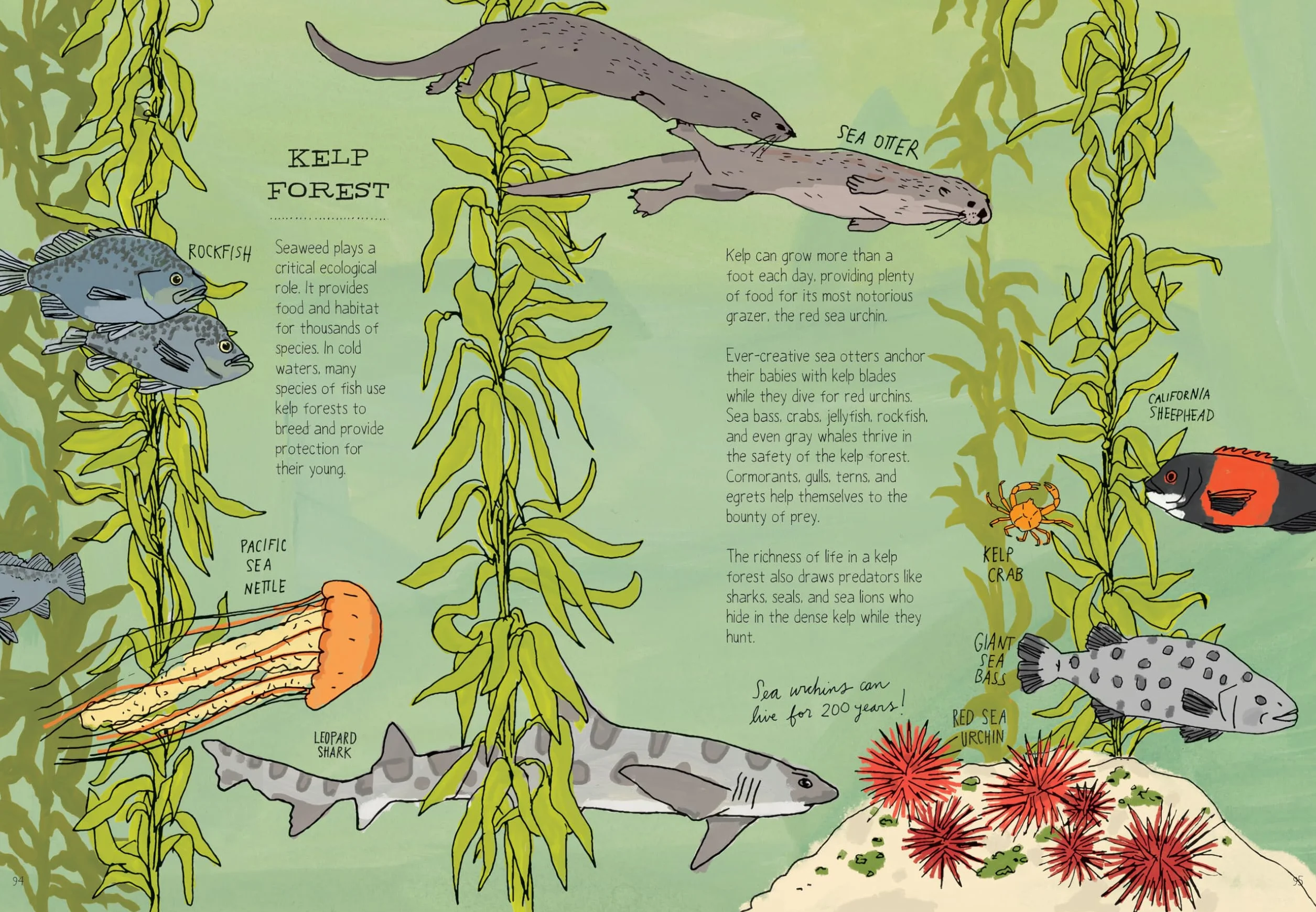 Ocean Anatomy: The Curious Parts & Pieces of the World Under the Sea: 1