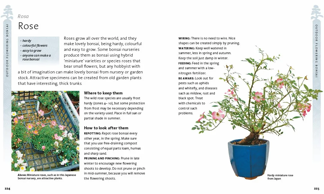 The Bonsai Beginner's Bible: The definitive guide to choosing and growing bonsai