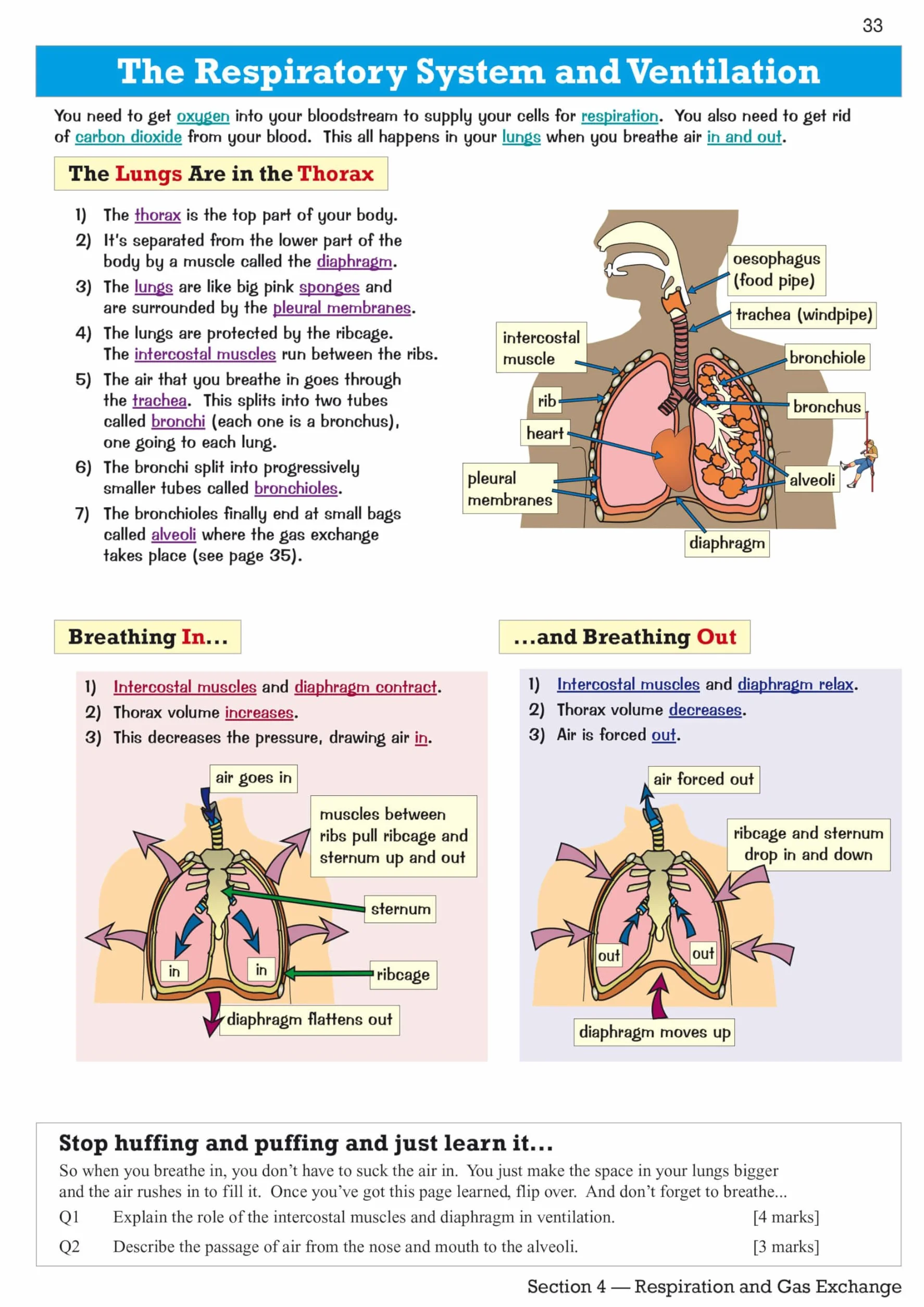 Edexcel International GCSE Biology Revision Guide: Including Online Edition, Videos and Quizzes