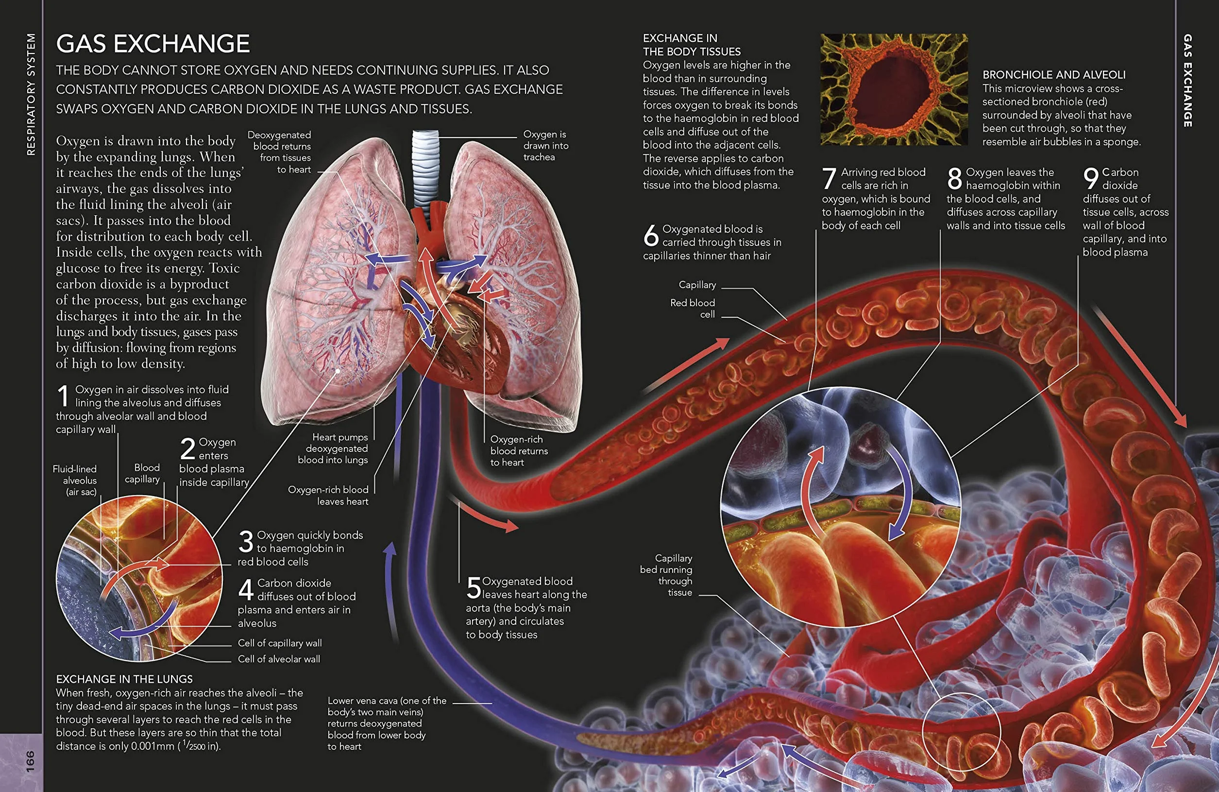 The Concise Human Body Book: An illustrated guide to its structure, function and disorders