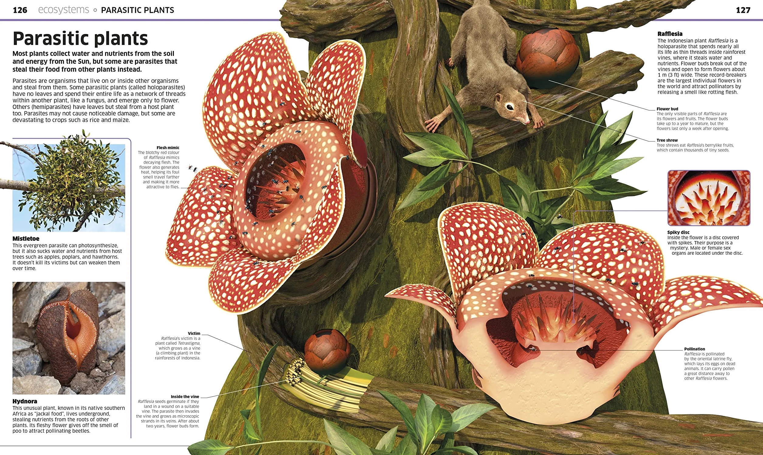 Knowledge Encyclopedia Plants & Fungi!: Our Growing World as You've Never Seen It Before
