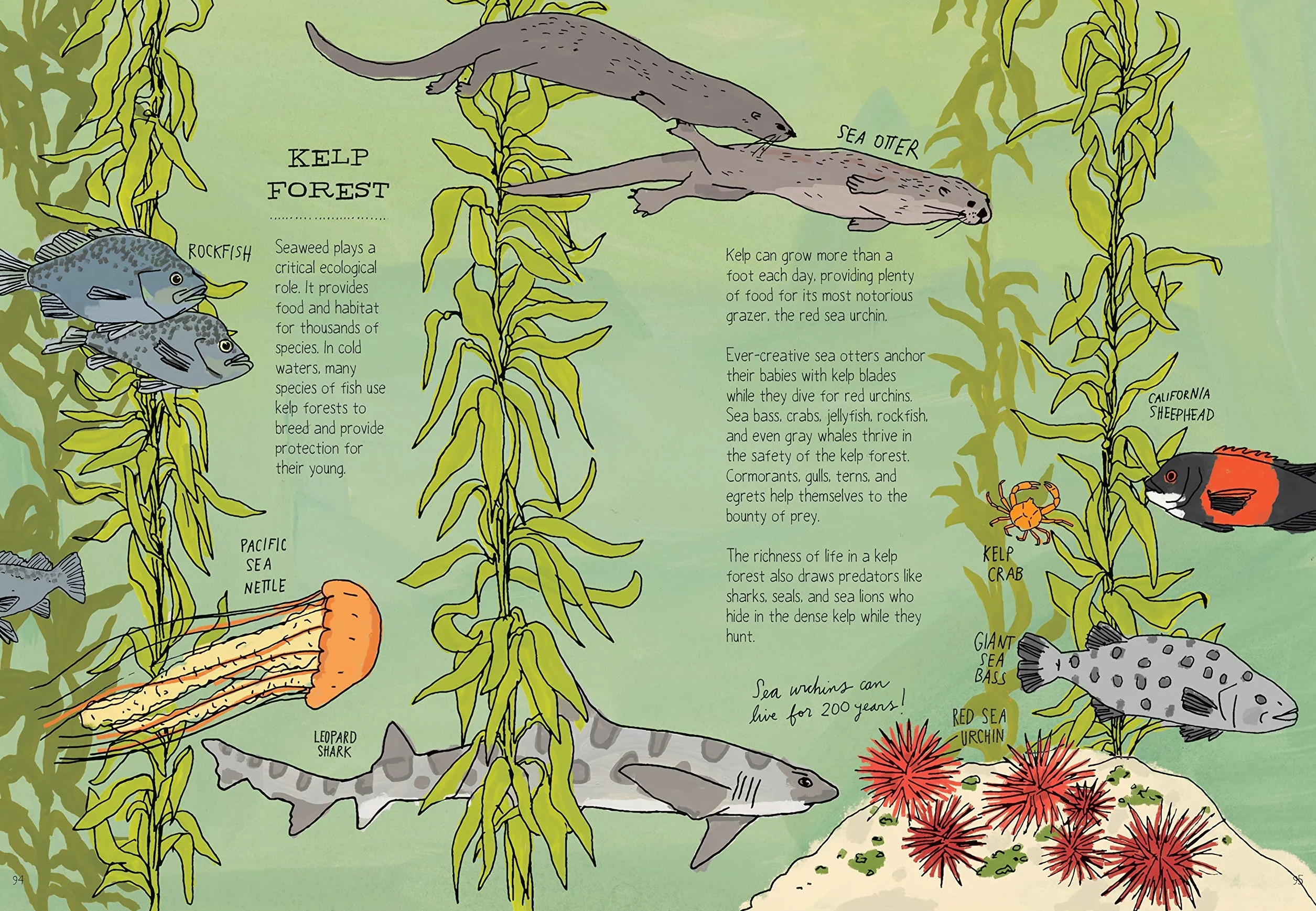 Ocean Anatomy: The Curious Parts & Pieces of the World Under the Sea: 1