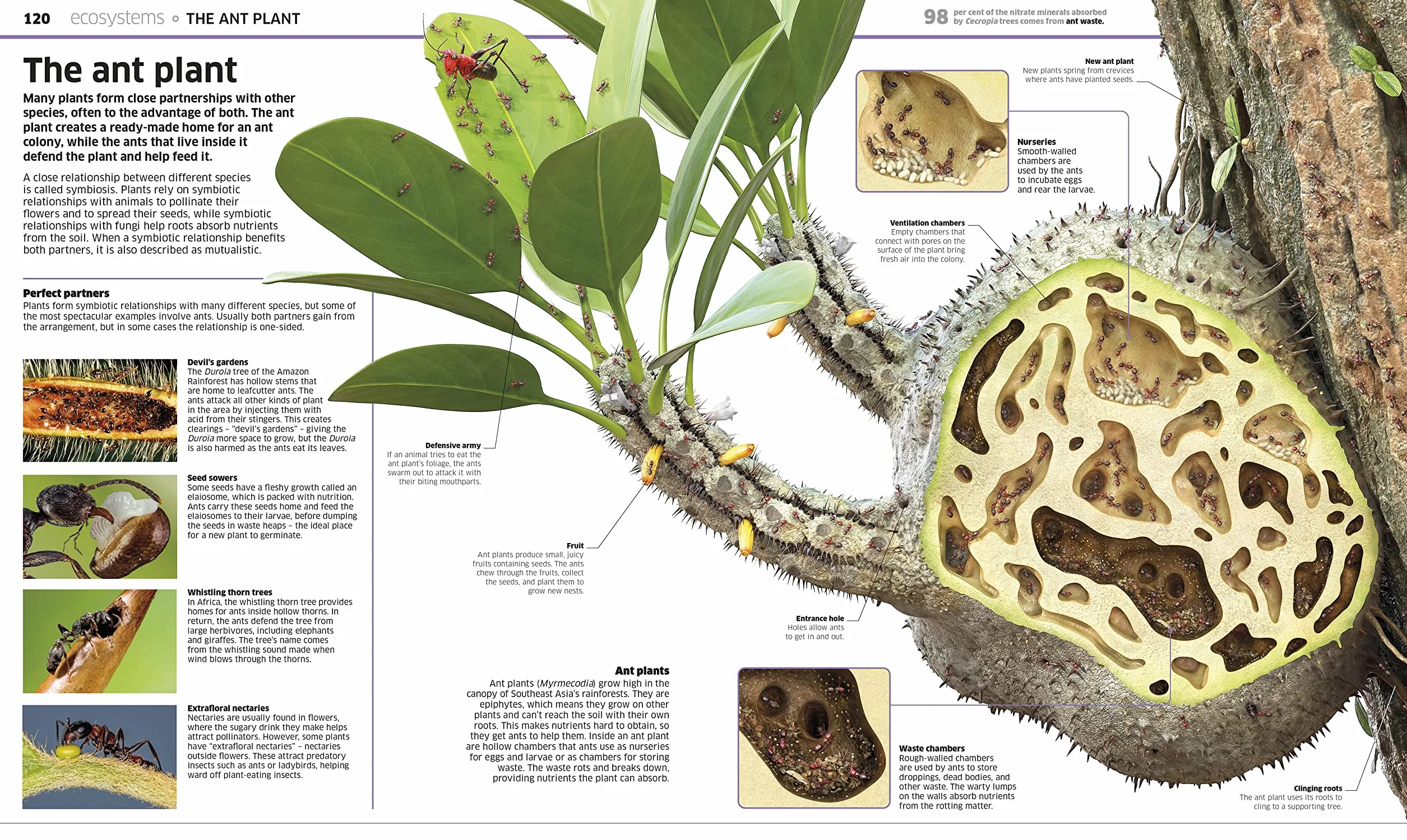 Knowledge Encyclopedia Plants & Fungi!: Our Growing World as You've Never Seen It Before