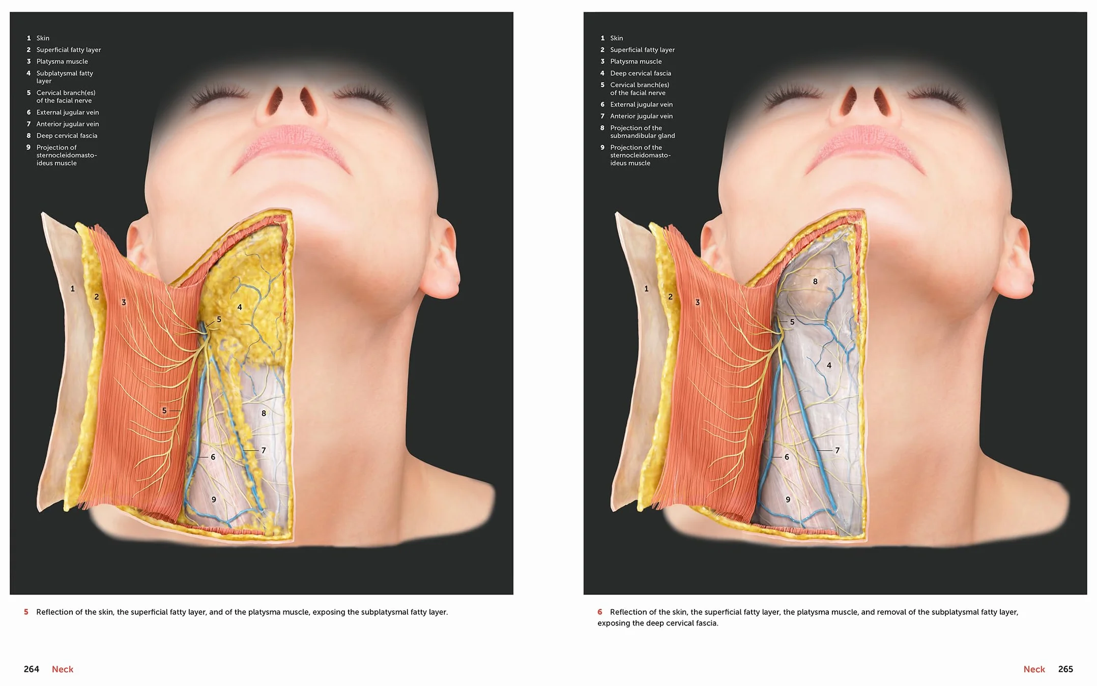 Facial Anatomy: Layer by Layer
