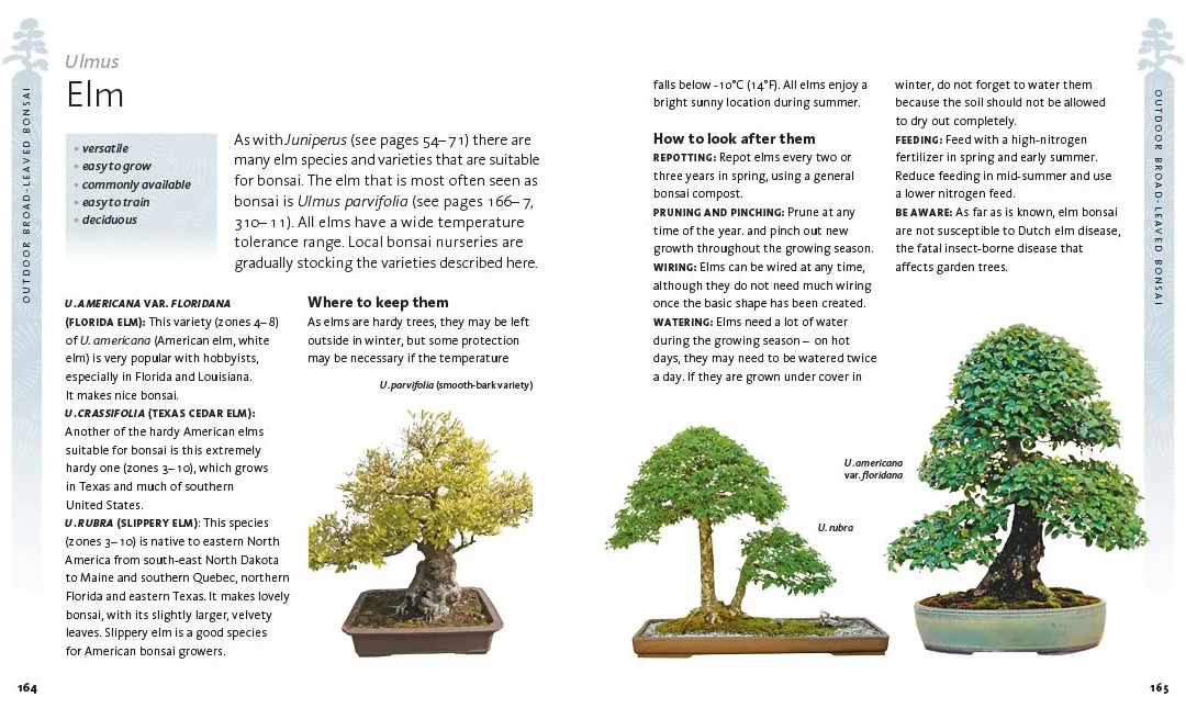 The Bonsai Beginner's Bible: The definitive guide to choosing and growing bonsai