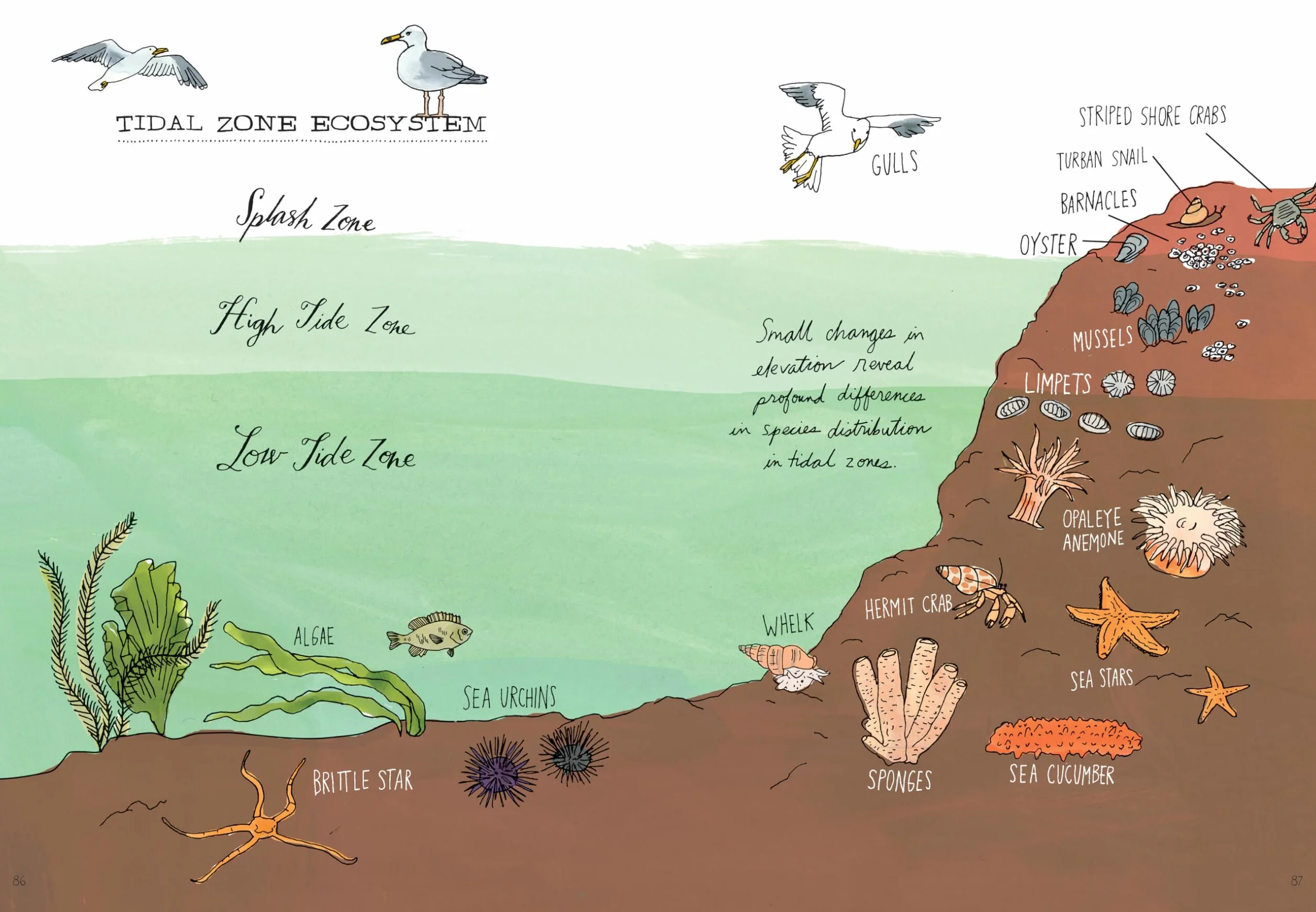 Ocean Anatomy: The Curious Parts & Pieces of the World Under the Sea: 1