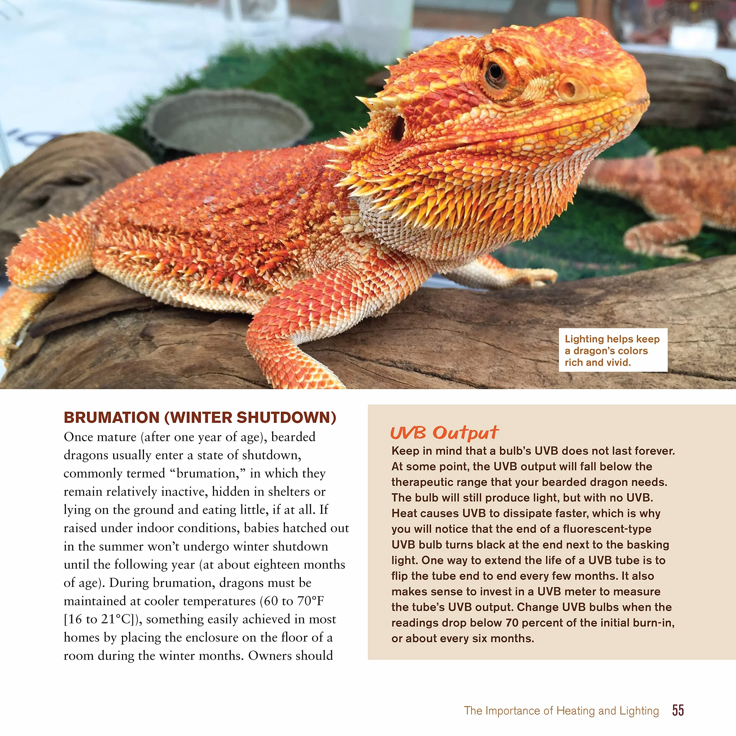 Bearded Dragon Manual, 3rd Edition: Expert Advice for Keeping and Caring for a Healthy Bearded Dragon