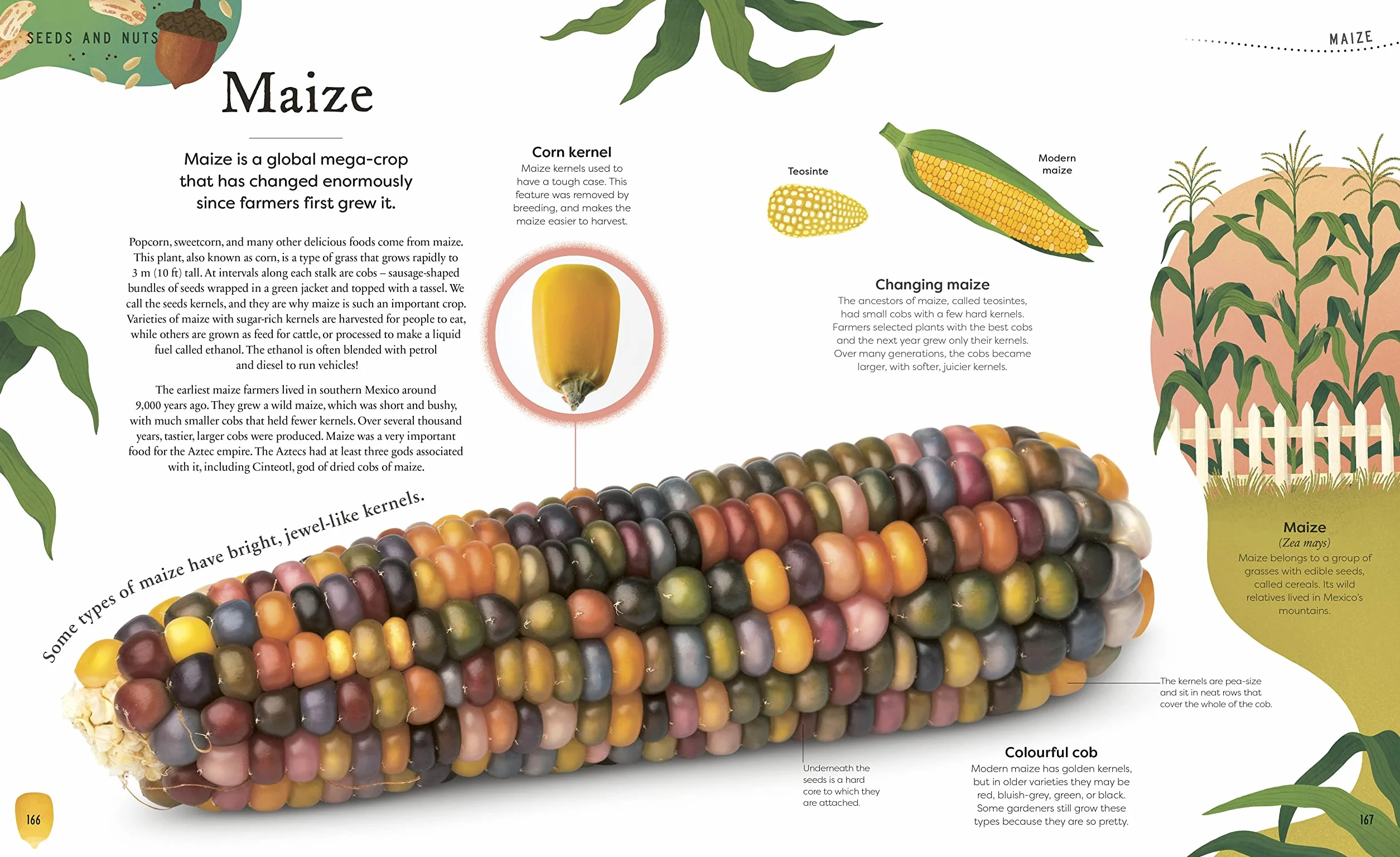 The Secret World of Plants: Tales of More Than 100 Remarkable Flowers, Trees, and Seeds