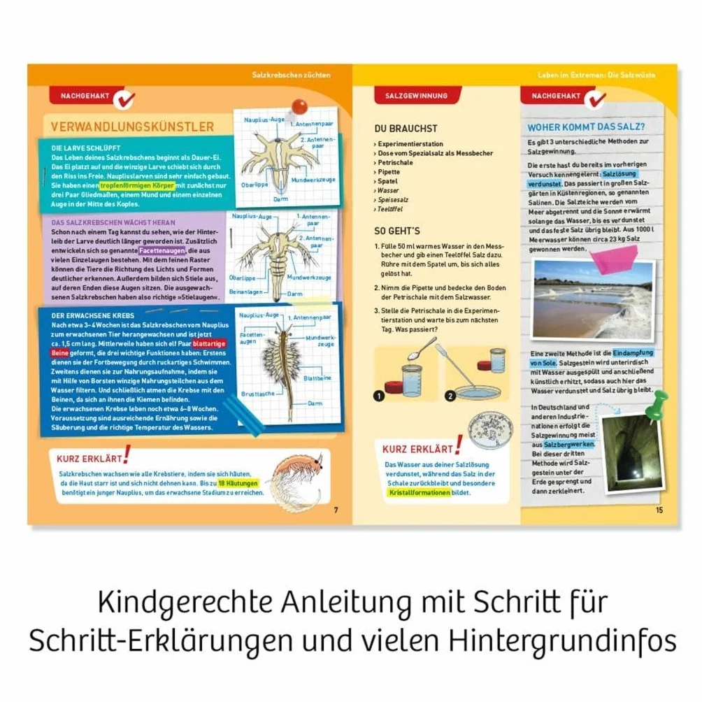 Salzkrebse: Experimentierkasten