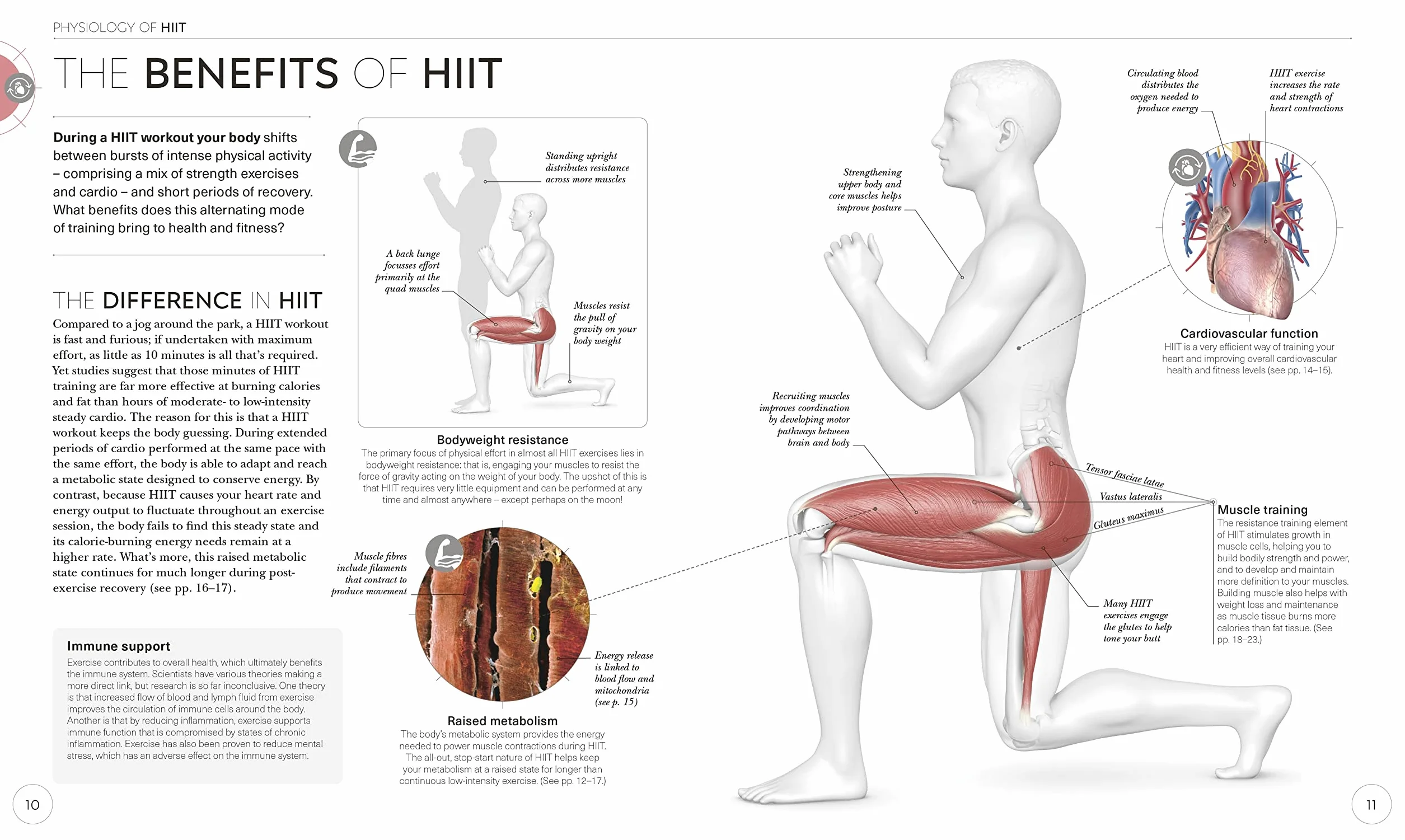 Science of HIIT: Understand the Anatomy and Physiology to Transform Your Body