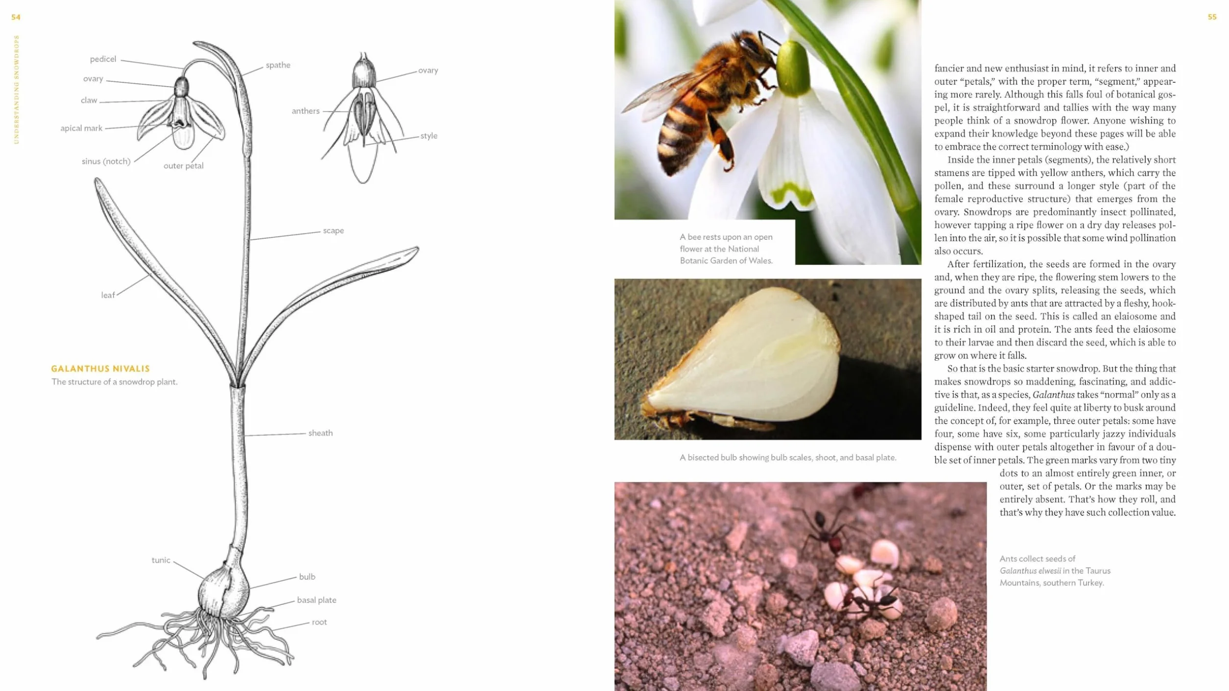 The Plant Lover's Guide to Snowdrops