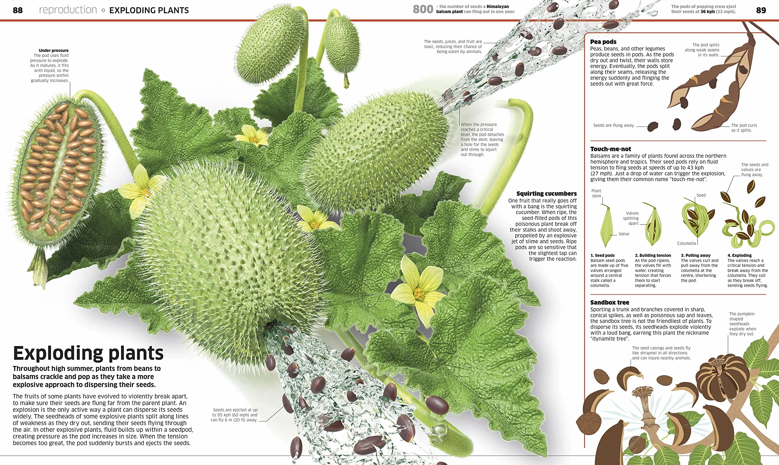 Knowledge Encyclopedia Plants & Fungi!: Our Growing World as You've Never Seen It Before